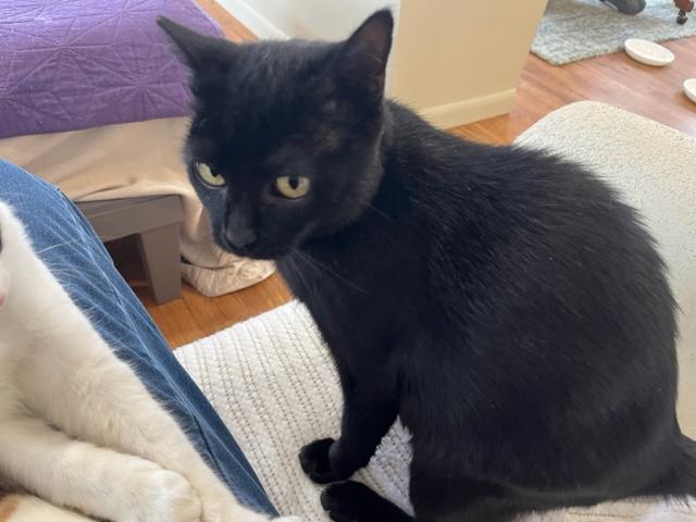 Enlarge Ms. Lady Hepburn is off the charts on Love!, a Adoptable Domestic Short Hair in Eagle Point, OR image 4/6