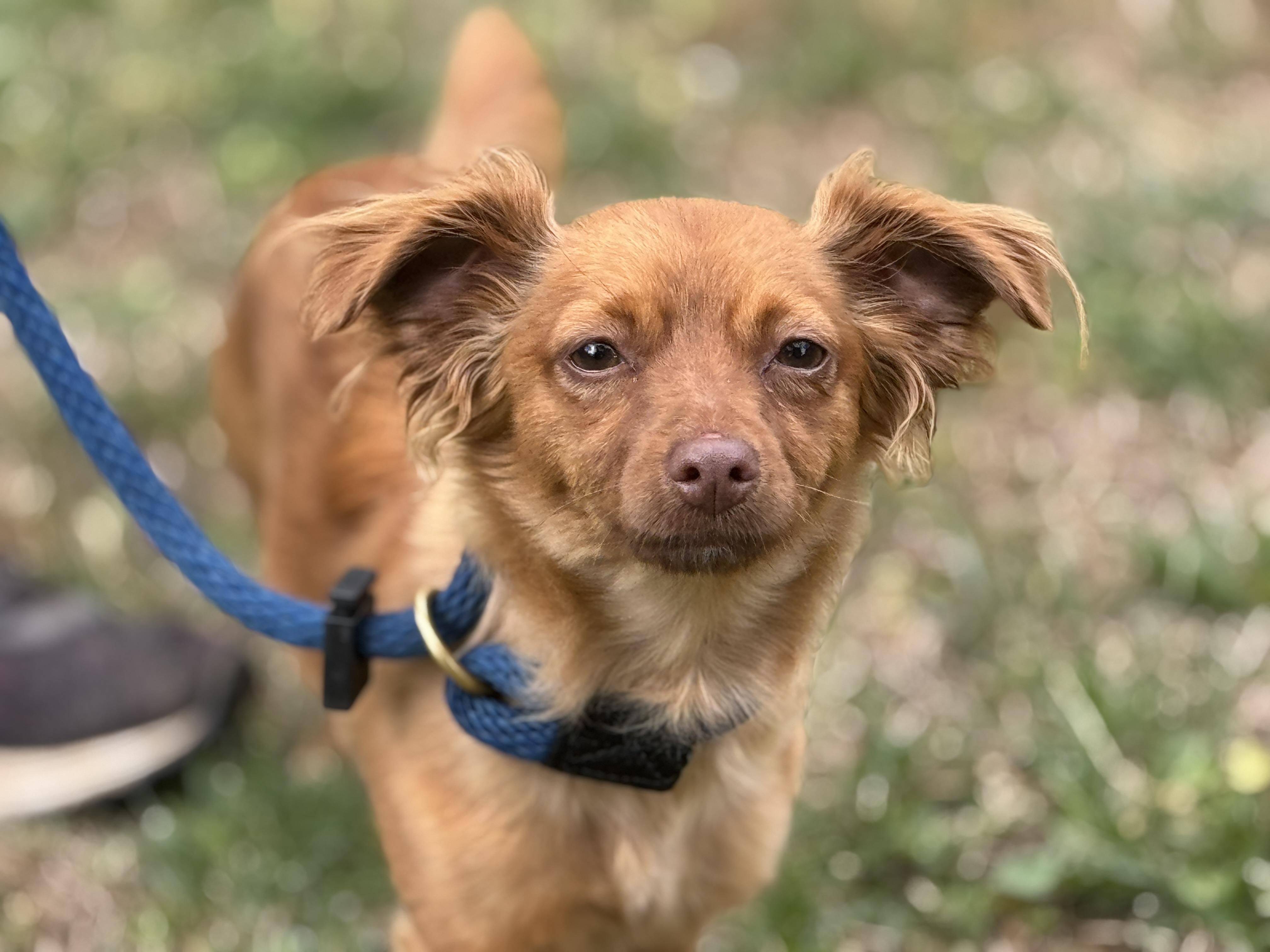 Enlarge Mary-Clare, a ADOPTABLE mixed breed in Richmond, VA image 2/6