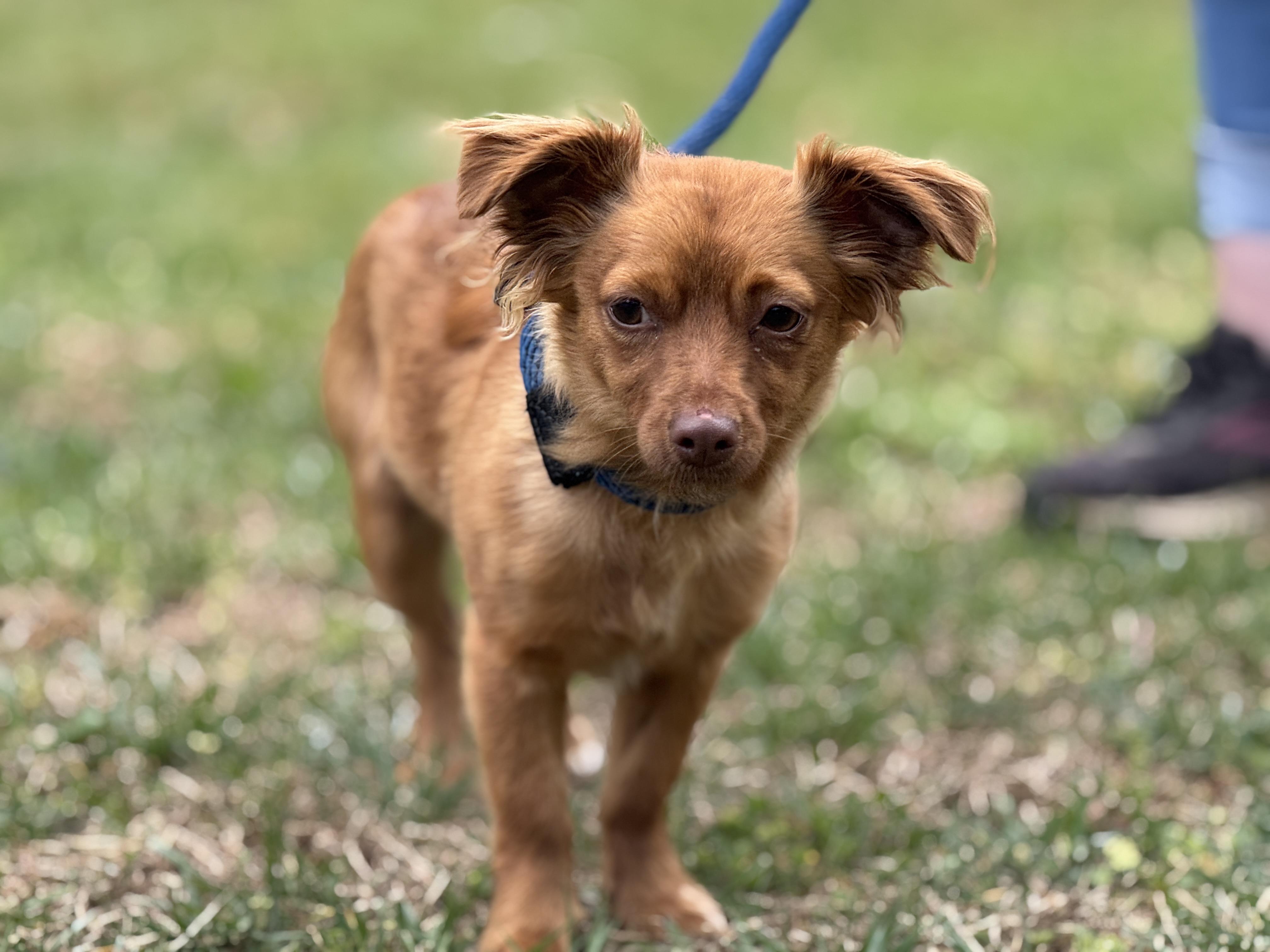 Enlarge Mary-Clare, a ADOPTABLE mixed breed in Richmond, VA image 5/6