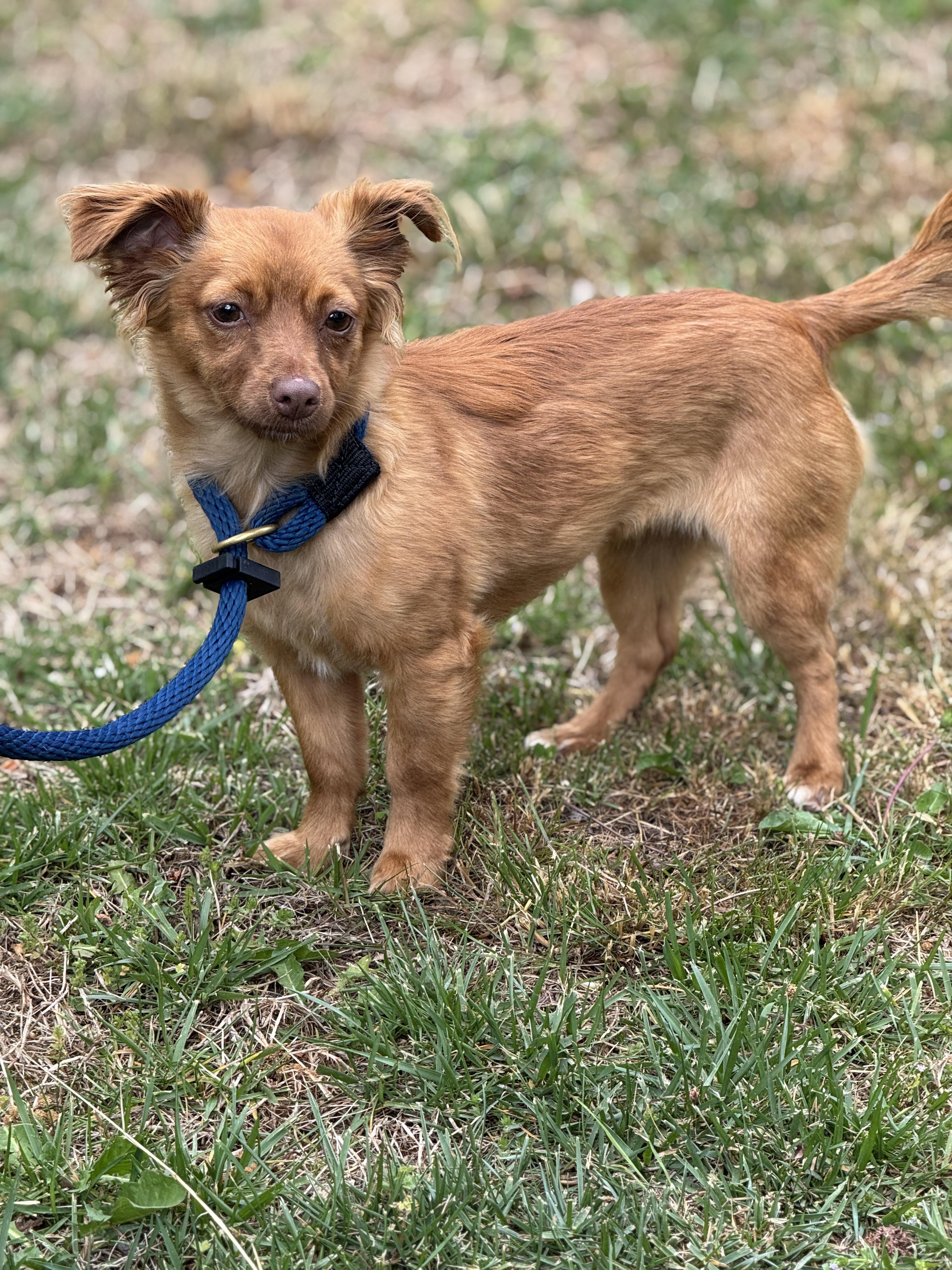 Enlarge Mary-Clare, a ADOPTABLE mixed breed in Richmond, VA image 6/6