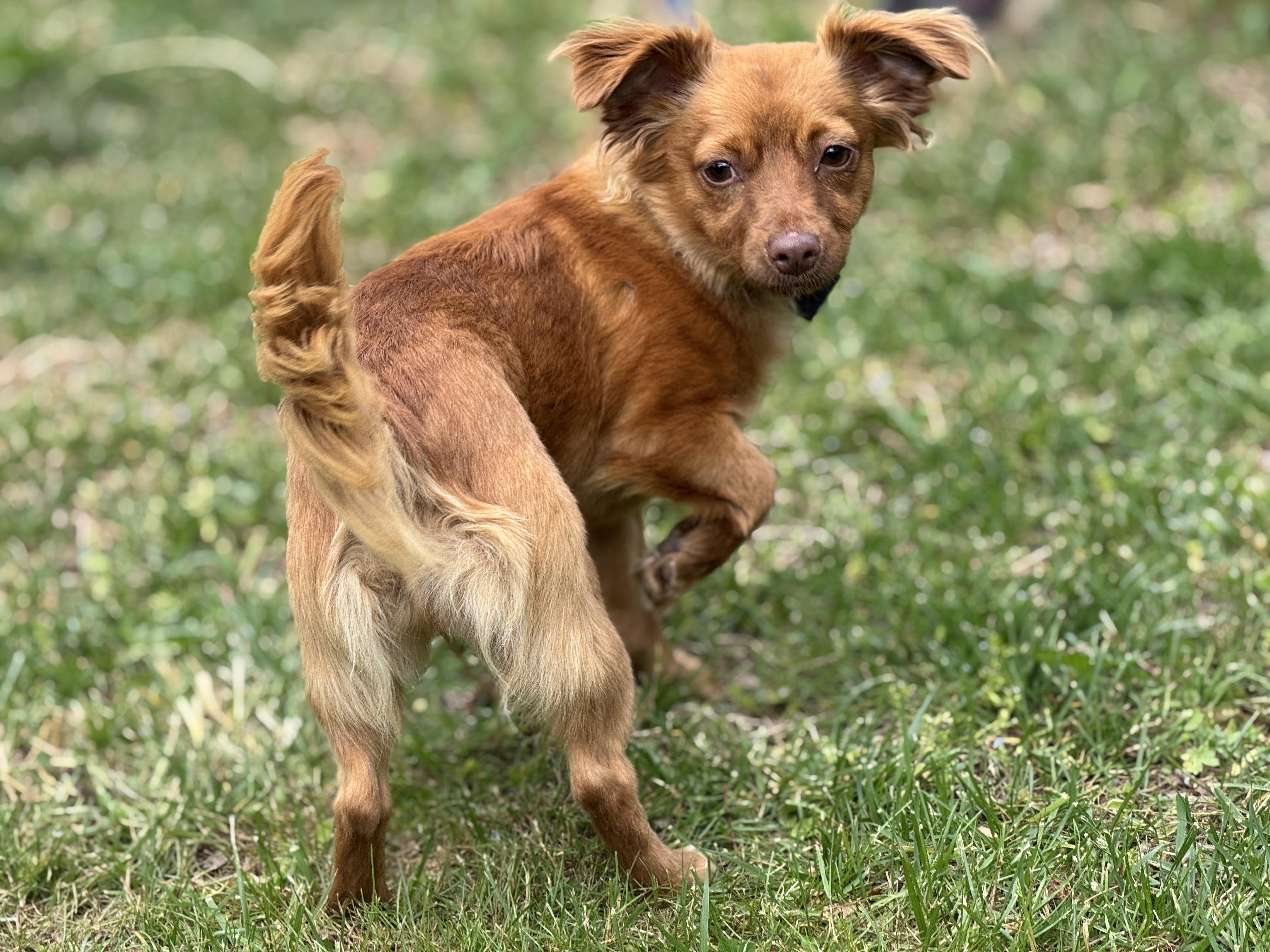 Enlarge Mary-Clare, a ADOPTABLE mixed breed in Richmond, VA image 4/6