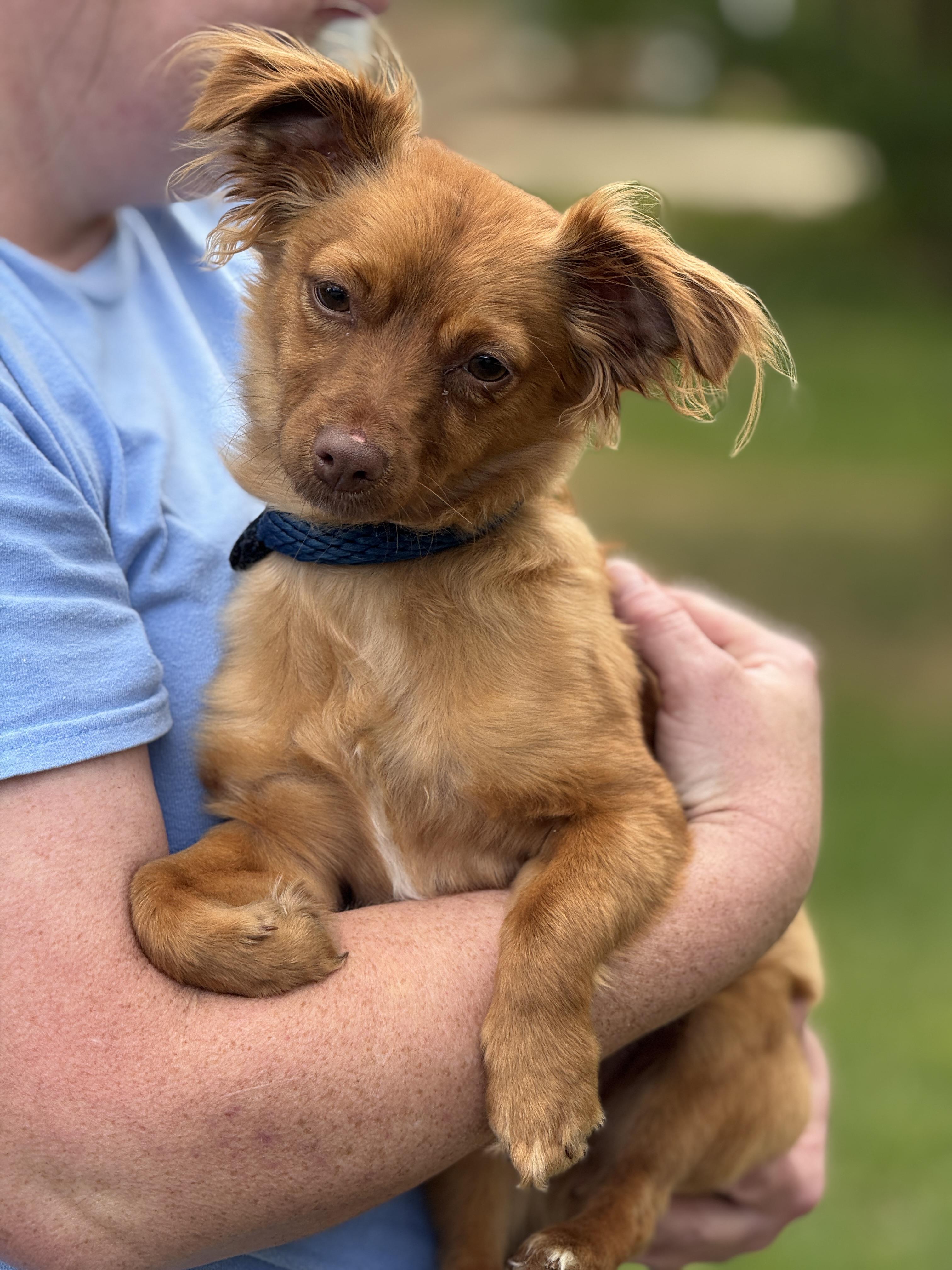 Enlarge Mary-Clare, a ADOPTABLE mixed breed in Richmond, VA image 3/6