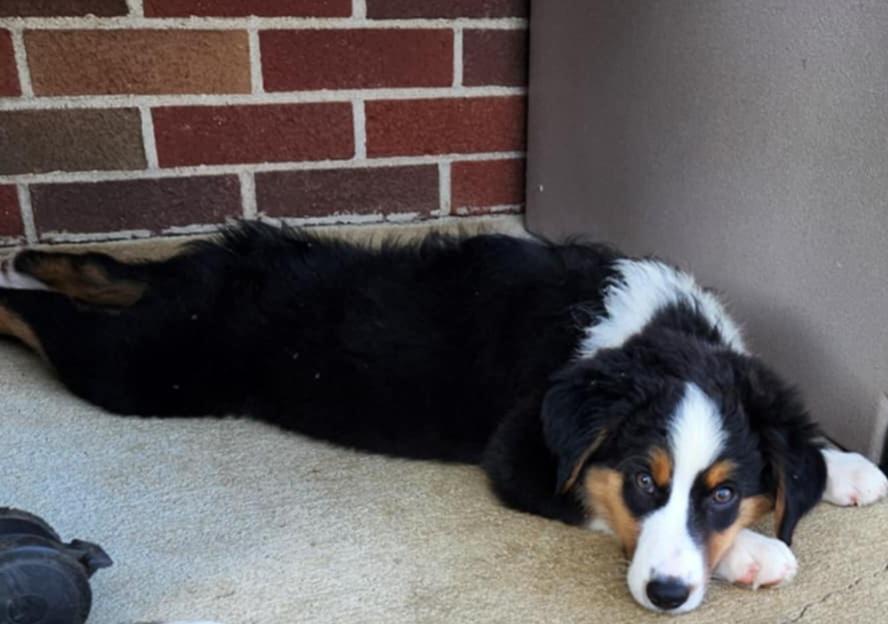 Enlarge Australian Shepherd puppies, a Adopted Australian Shepherd in Louisville, OH image 1/3