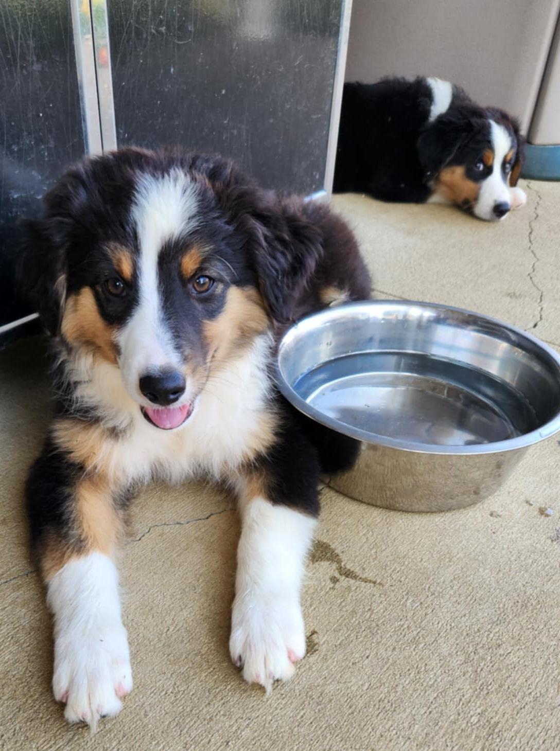 Enlarge Australian Shepherd puppies, a Adopted Australian Shepherd in Louisville, OH image 2/3