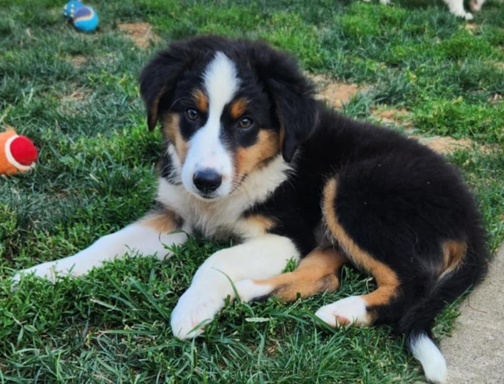 Enlarge Australian Shepherd puppies, a Adopted Australian Shepherd in Louisville, OH image 3/3