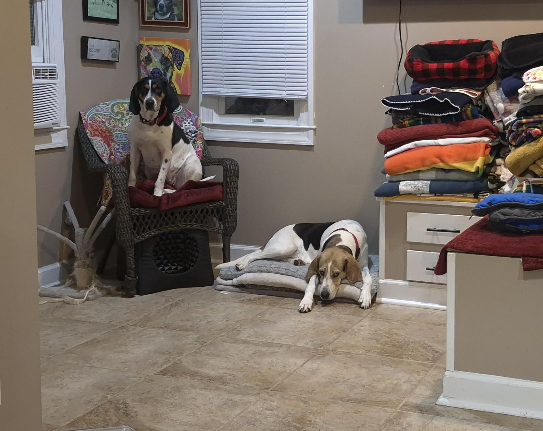 Harrison Ford " Harris", an adopted Treeing Walker Coonhound in Amissville, VA image 3/5