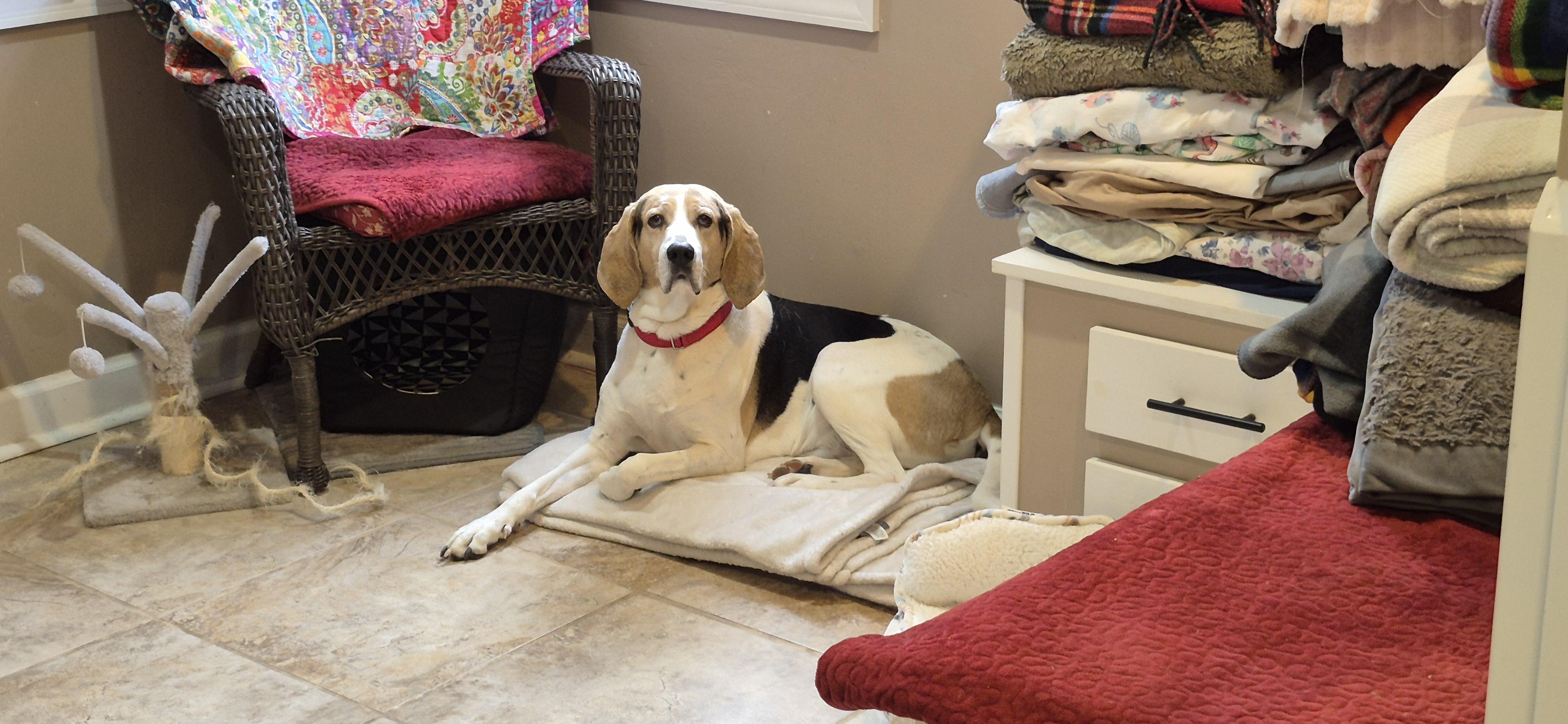 Harrison Ford " Harris"