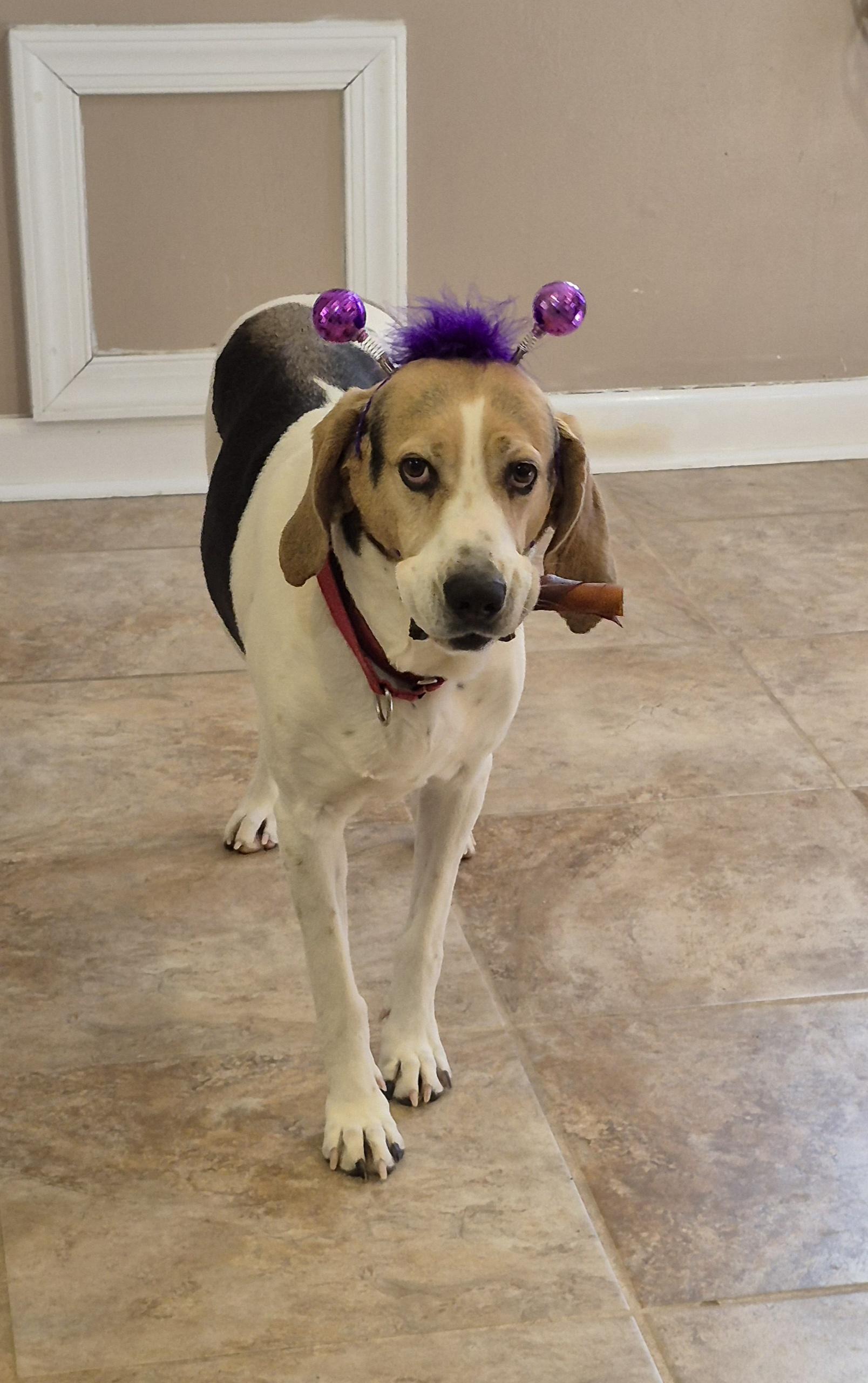 Harrison Ford " Harris", an adopted Treeing Walker Coonhound in Amissville, VA image 5/5