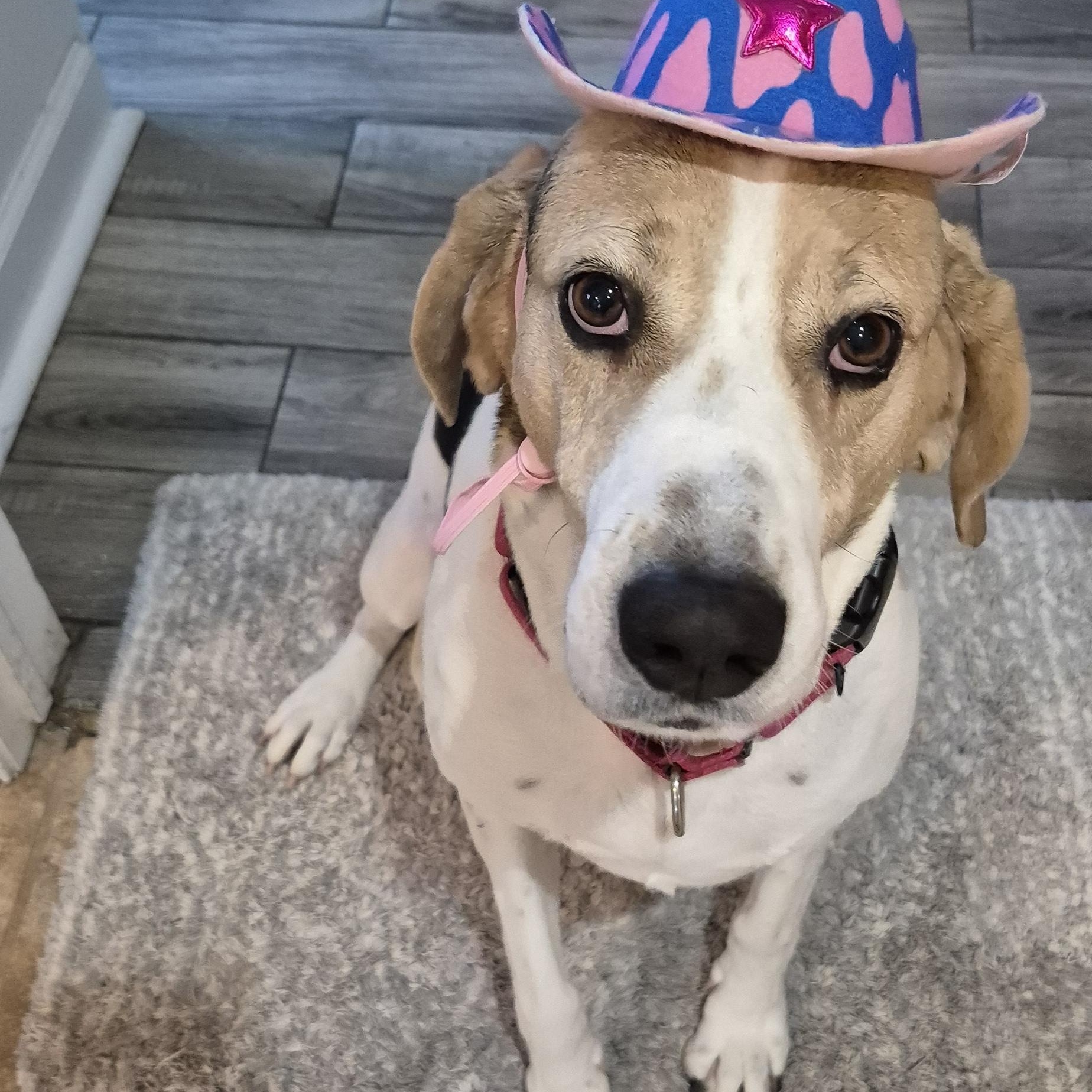 Harrison Ford " Harris", an adopted Treeing Walker Coonhound in Amissville, VA image 4/5