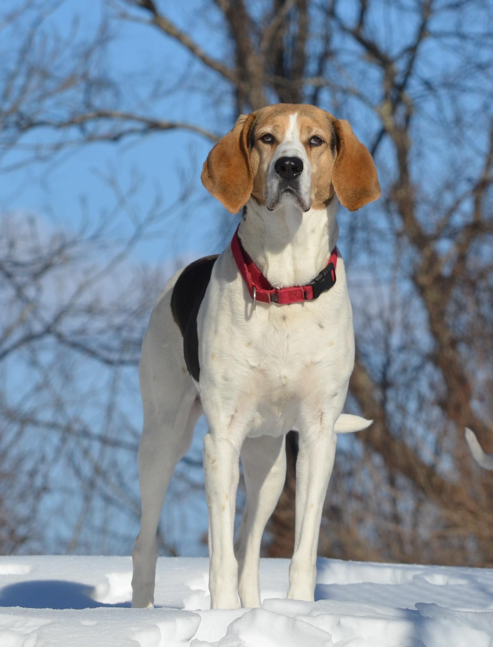 Harrison Ford " Harris" thumbnail 5