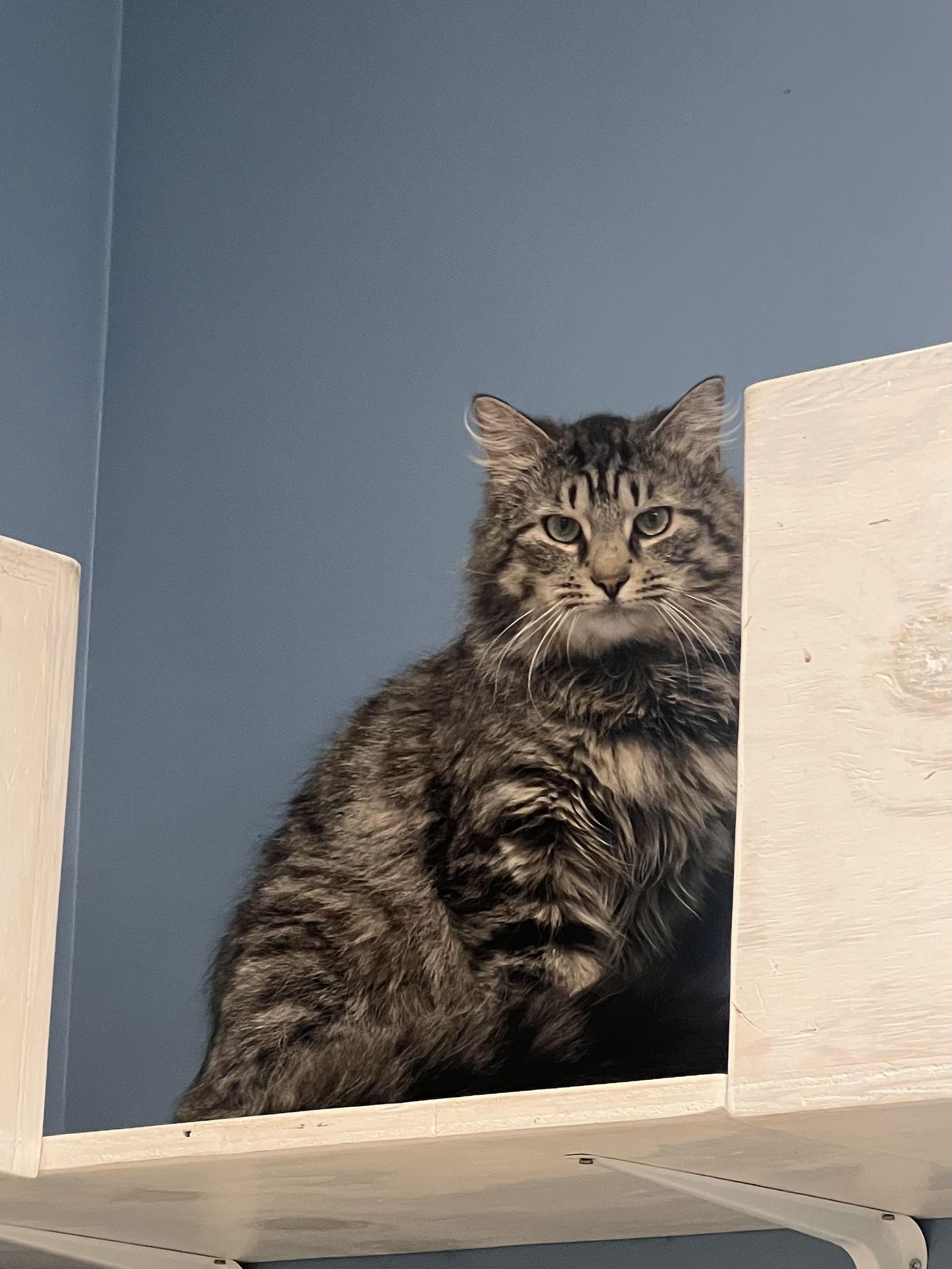 Bruiser, Adult Male Domestic Long Hair