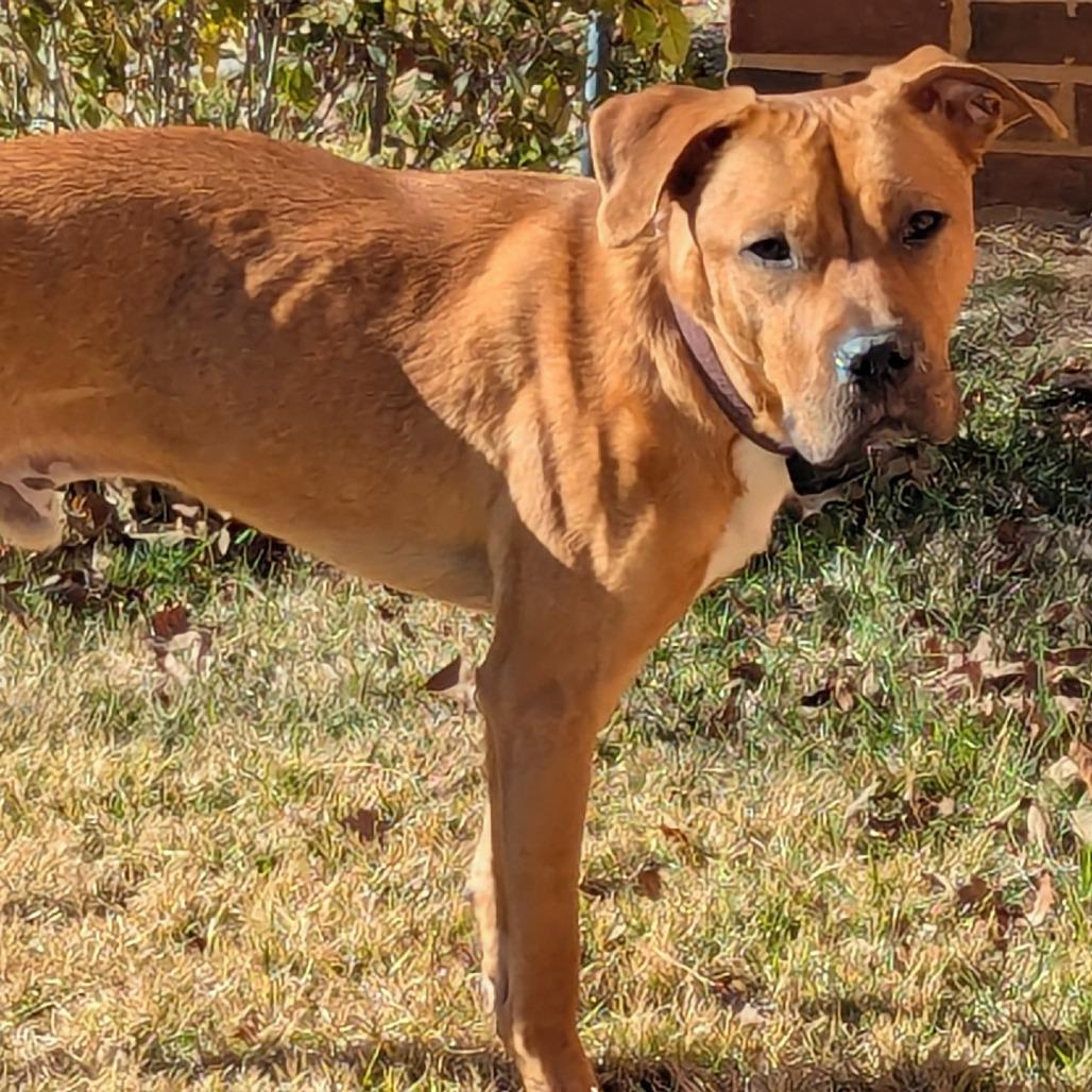 Enlarge Buttermilk Ranch (Adoption Fee Sponsored) *AVAILABLE IN FOSTER*, a Adoptable Mixed Breed in Columbiana, AL image 2/2