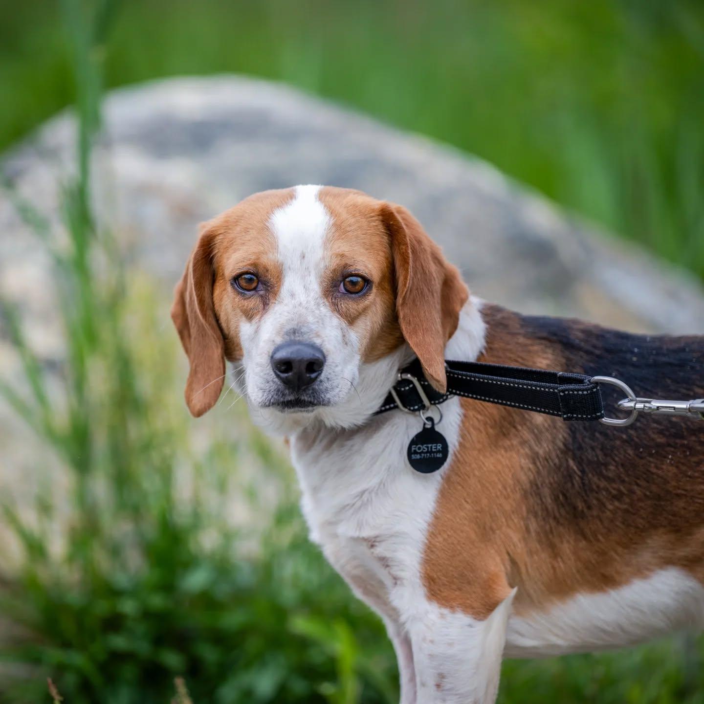 Robbie (shy beagle boy), Adoptable, Young Male Beagle.