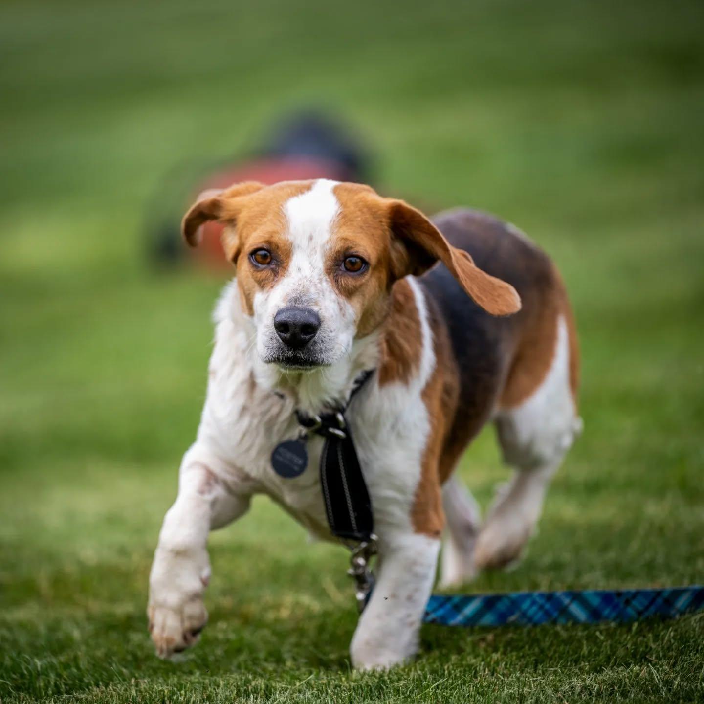 Robbie (shy beagle boy), a Adoptable Beagle in HANSON, MA image 3/4