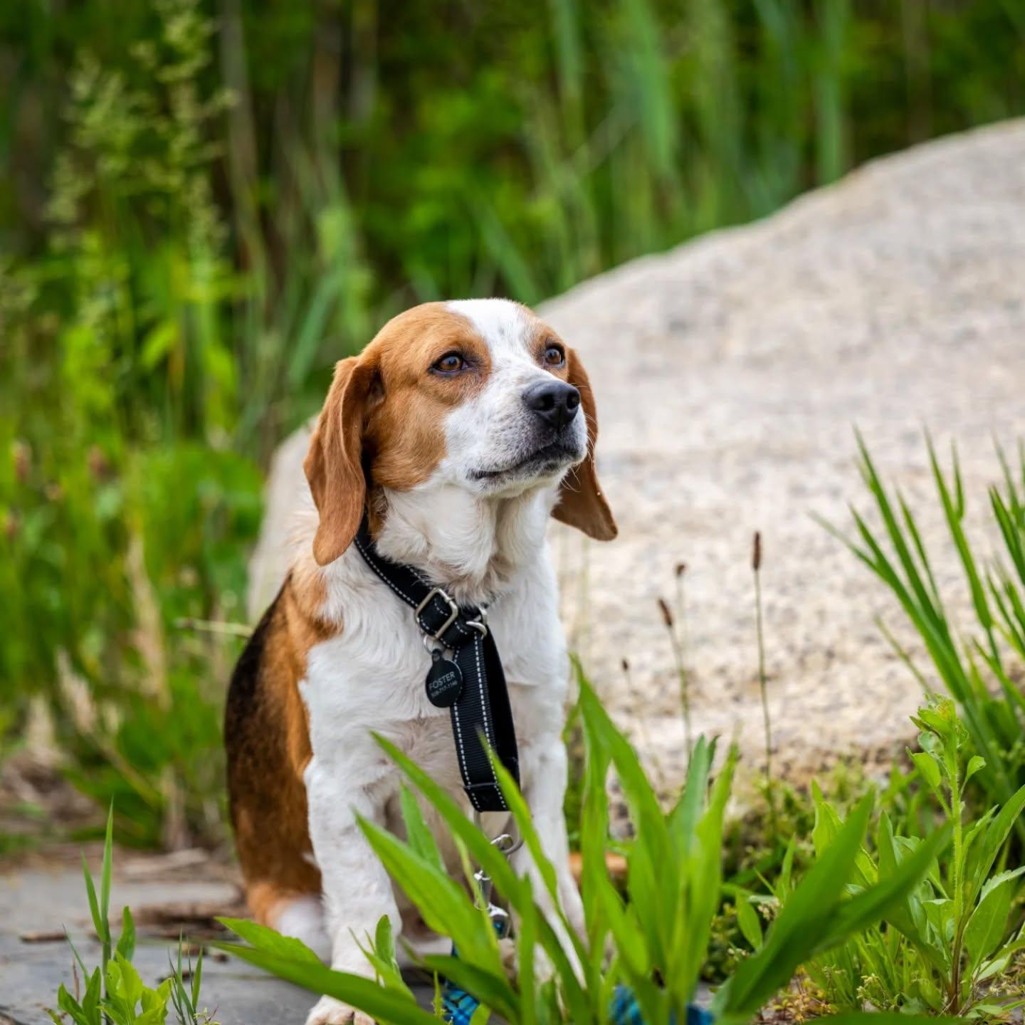 Robbie (shy beagle boy), a Adoptable Beagle in HANSON, MA image 2/4