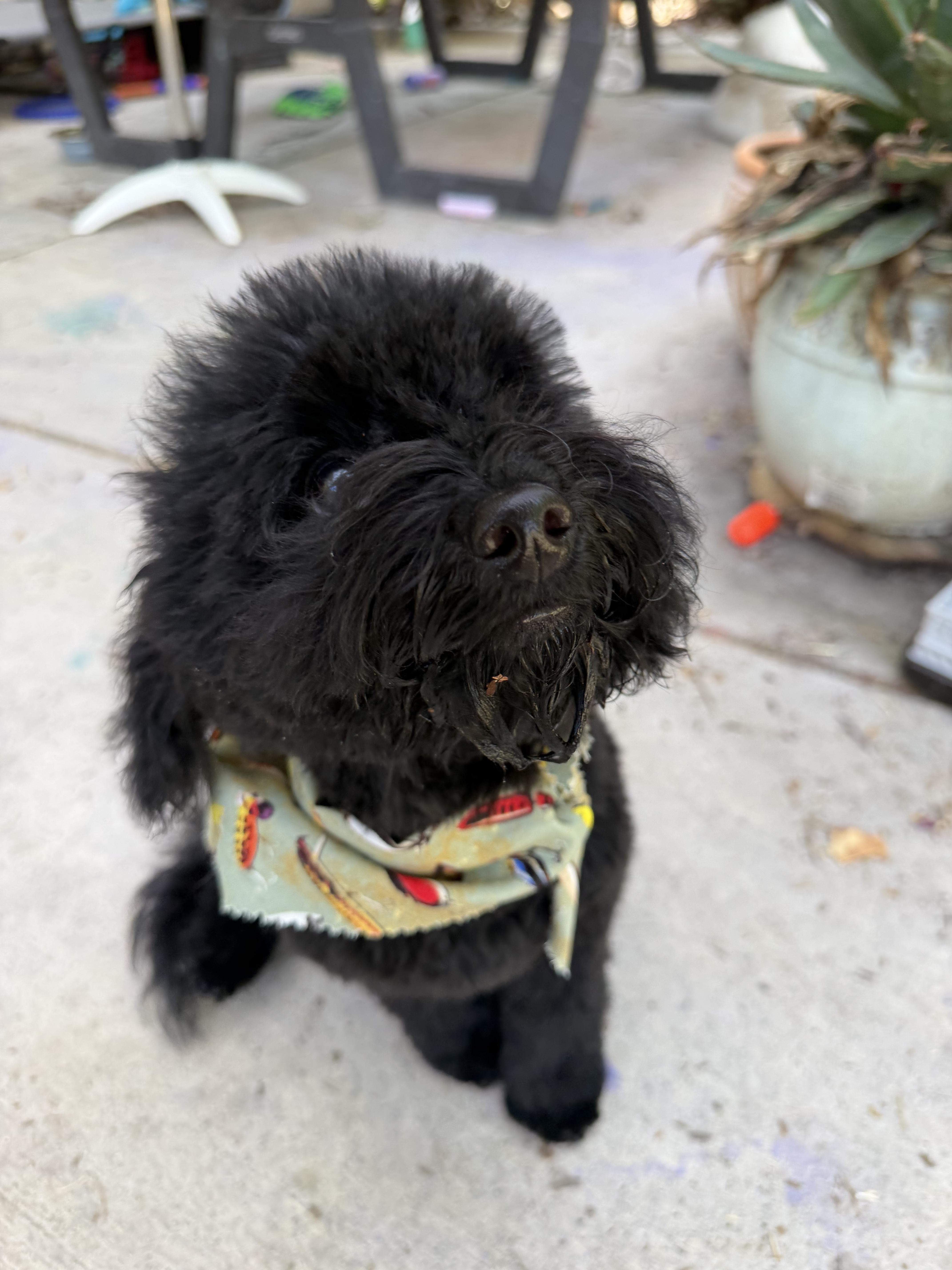 Rocky, a ADOPTABLE mixed breed in Penryn, CA image 2/3