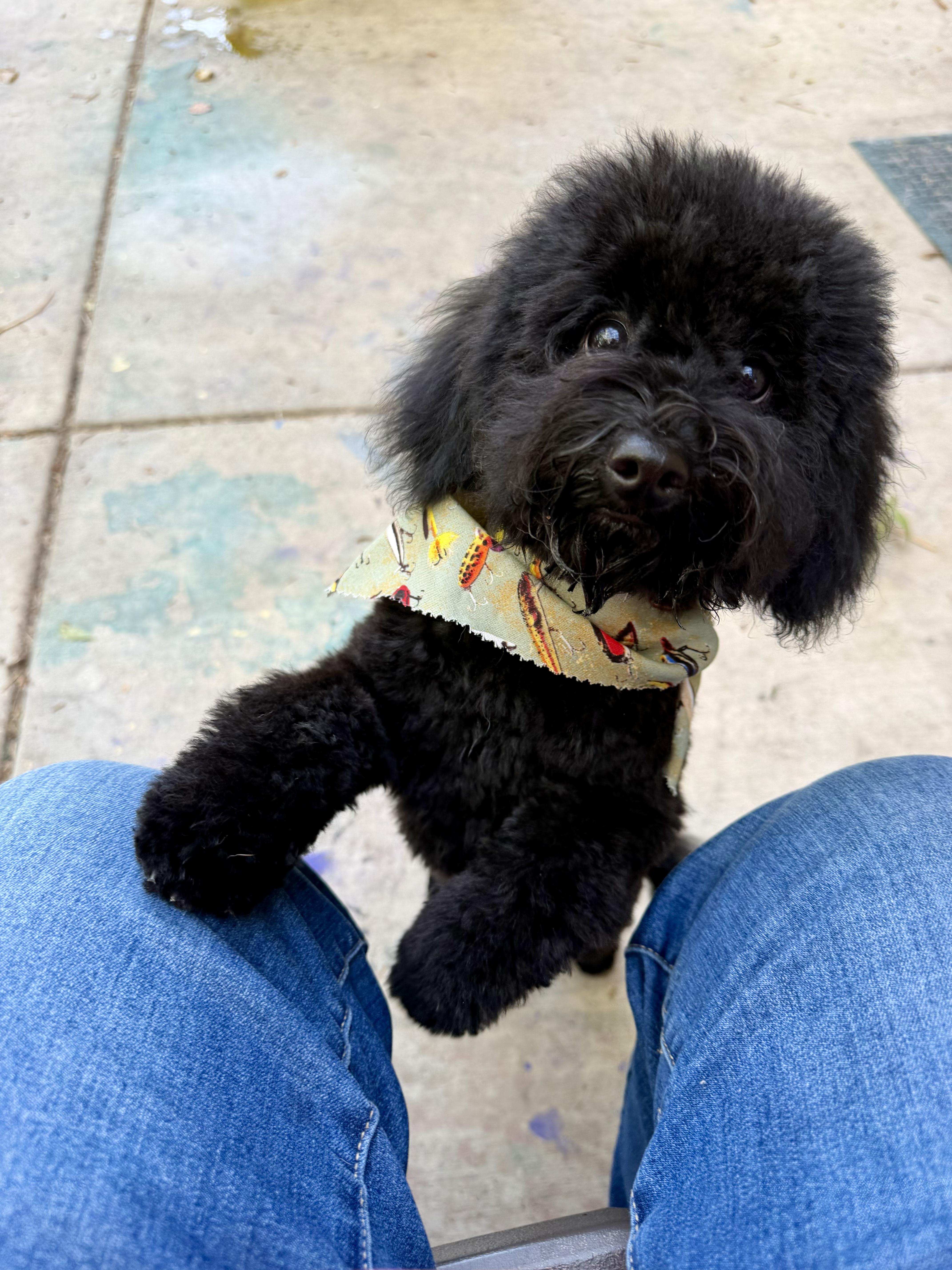 Rocky, ADOPTABLE, Puppy Male Poodle.