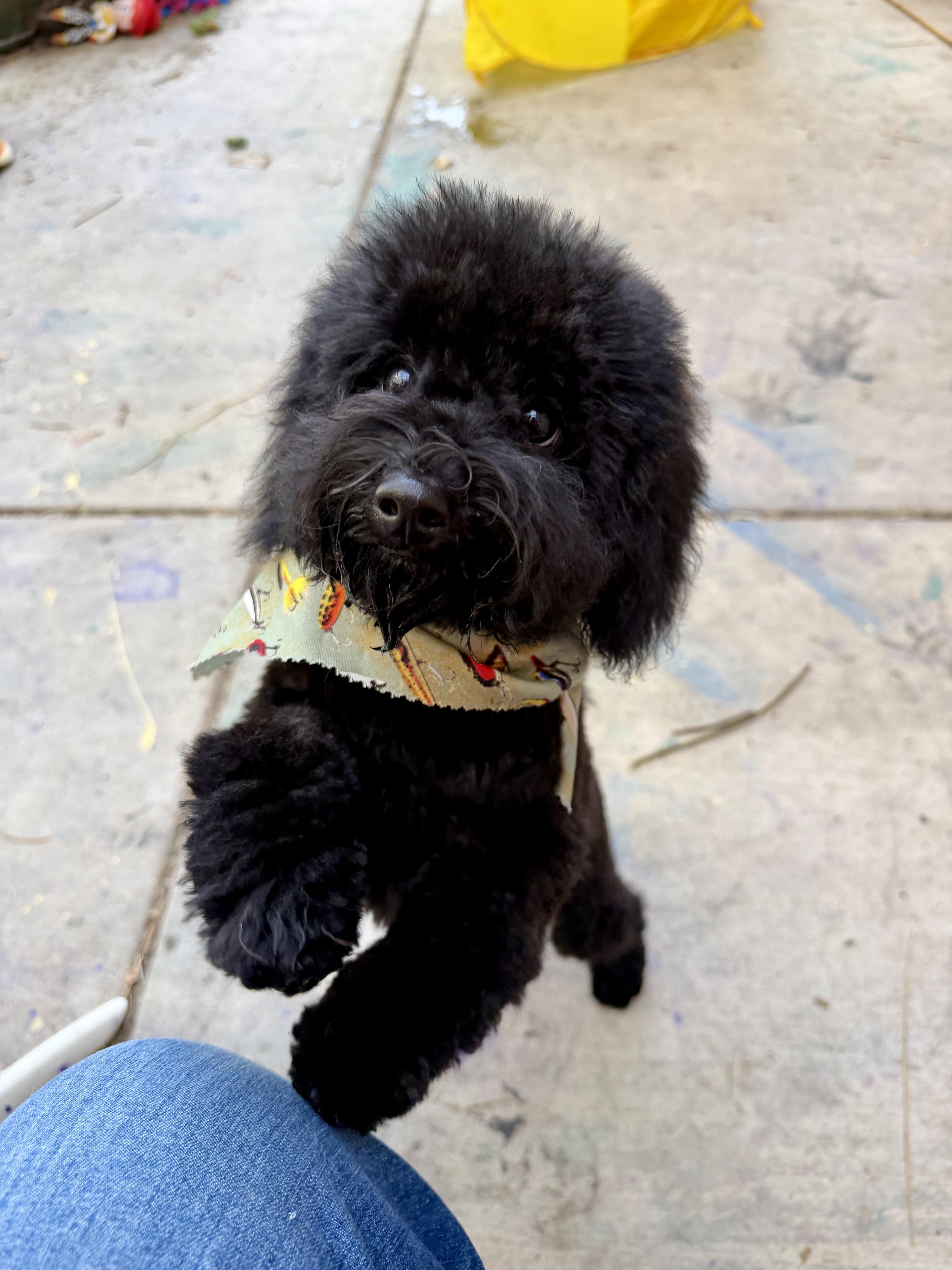 Rocky, a ADOPTABLE mixed breed in Penryn, CA image 3/3