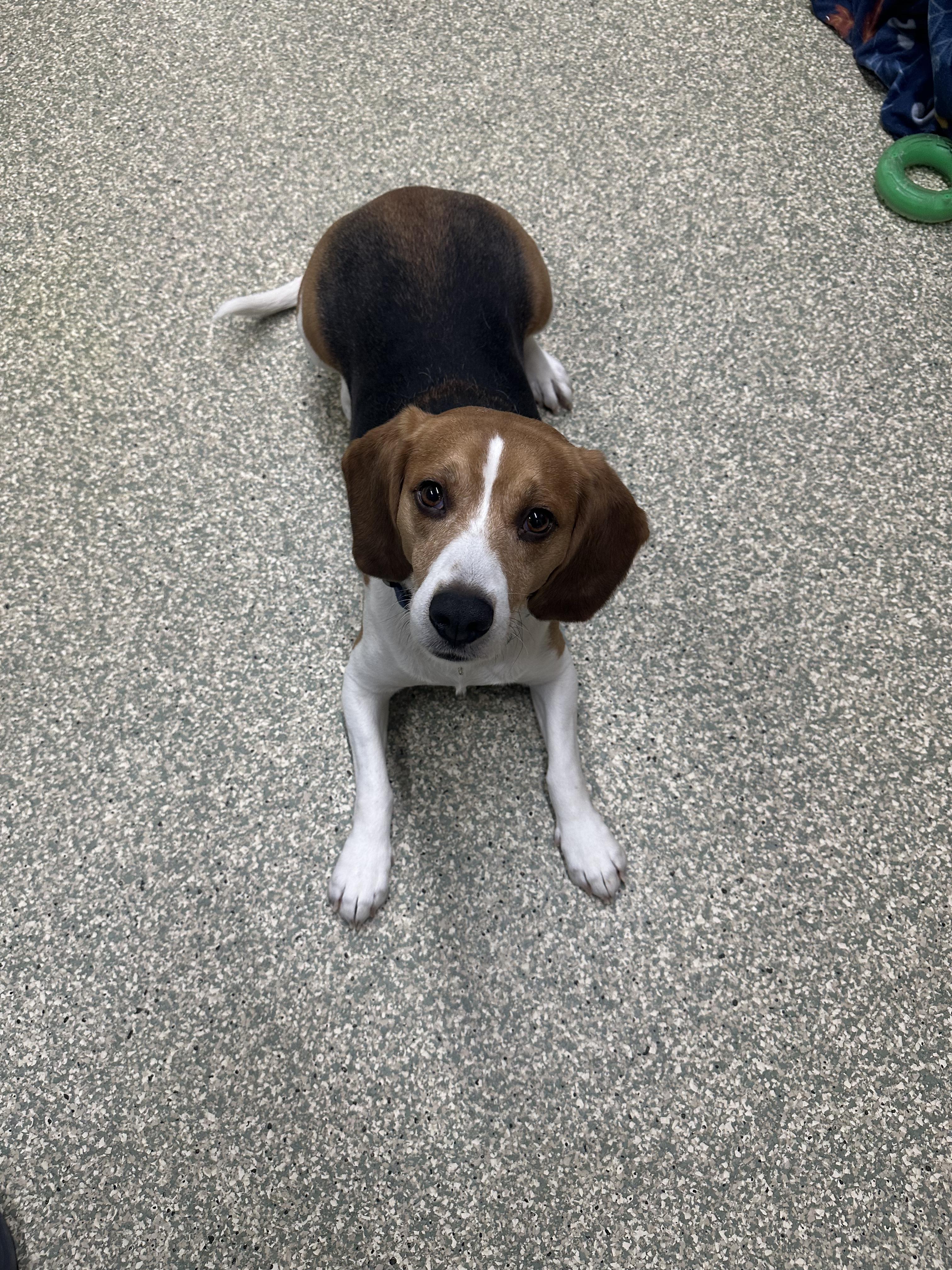 Bernie, adopted, Adult Male Beagle.