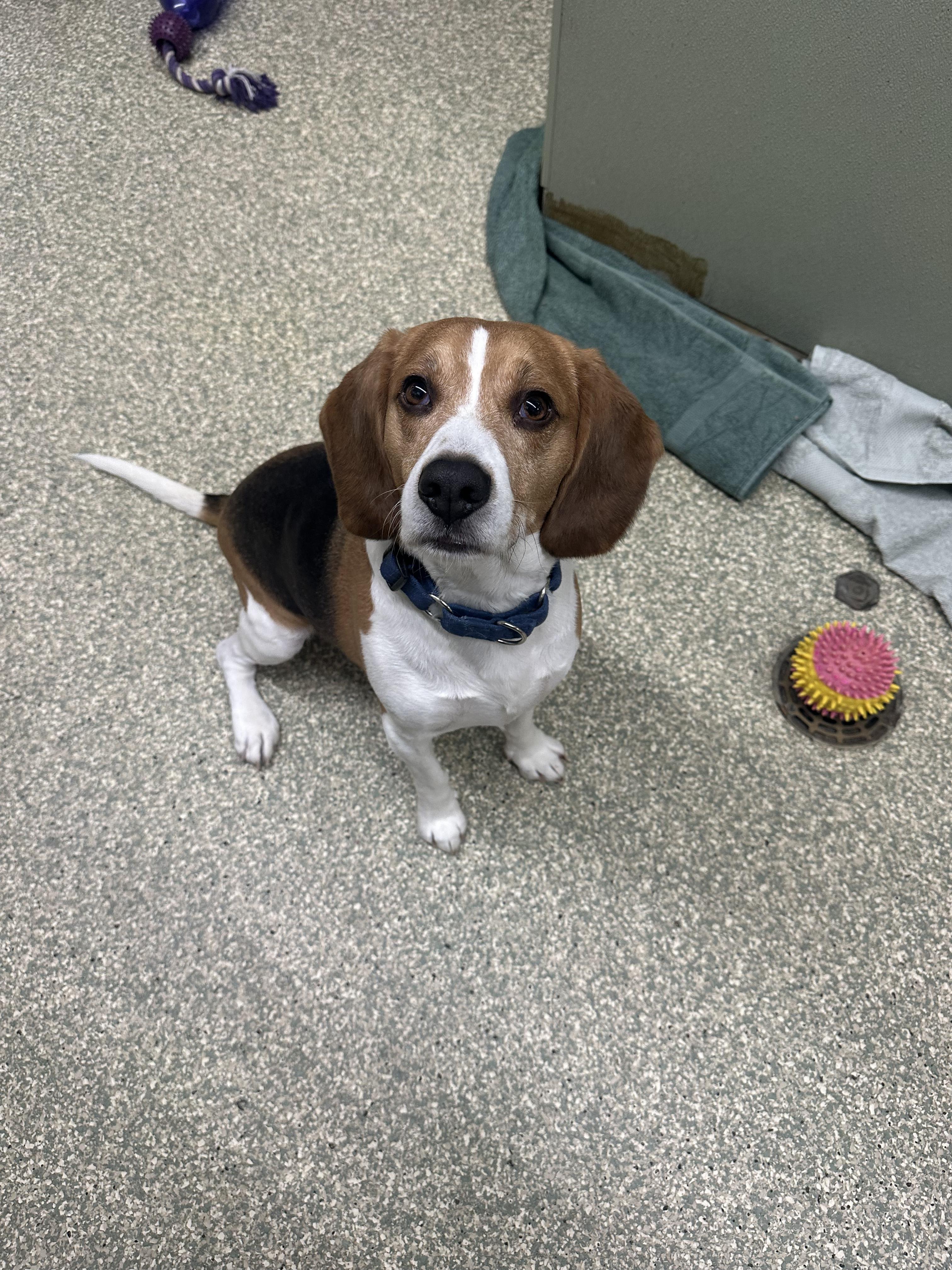 Enlarge Bernie, an adopted Beagle in Warwick, RI image 2/3