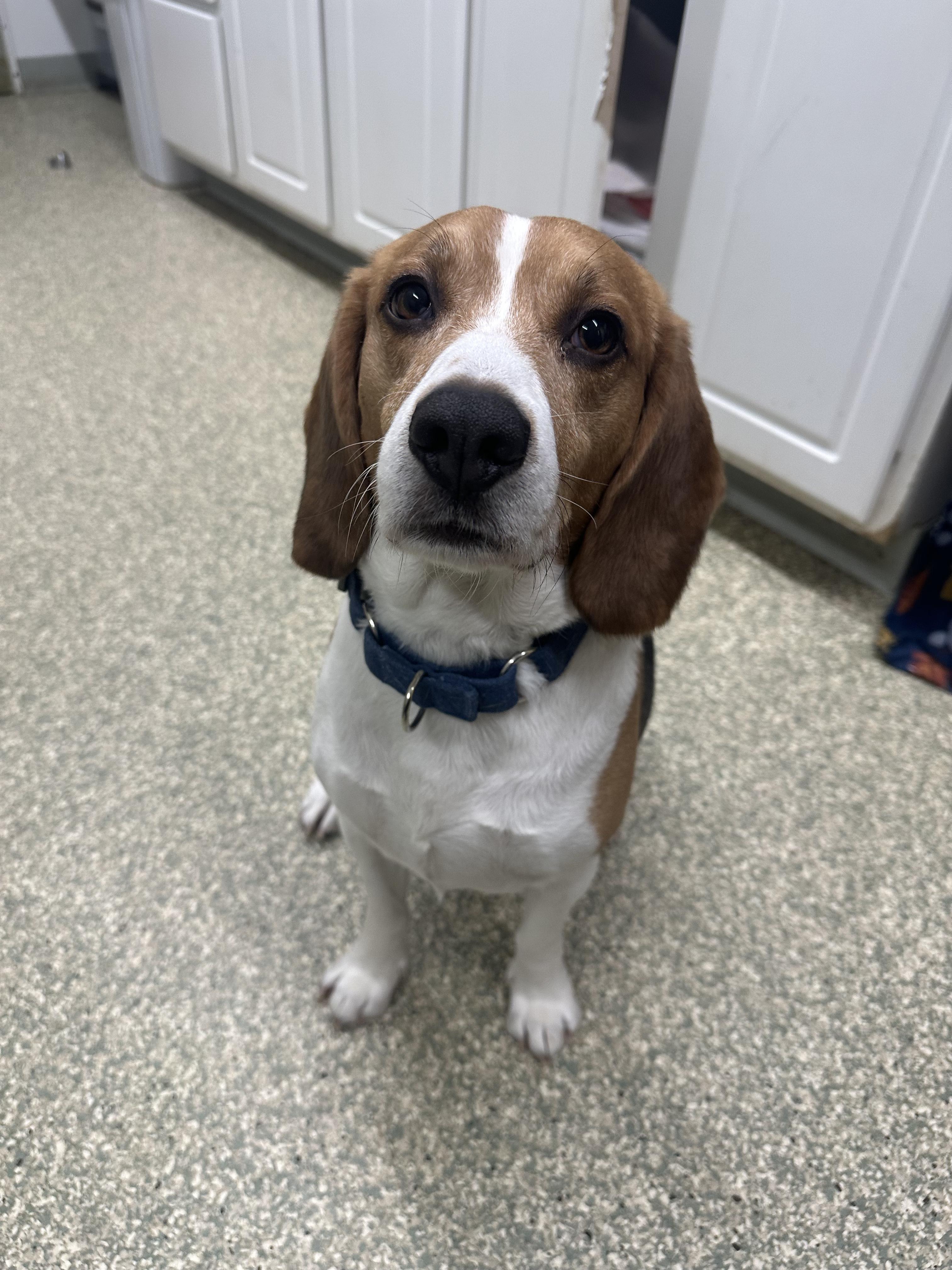 Enlarge Bernie, an adopted Beagle in Warwick, RI image 3/3
