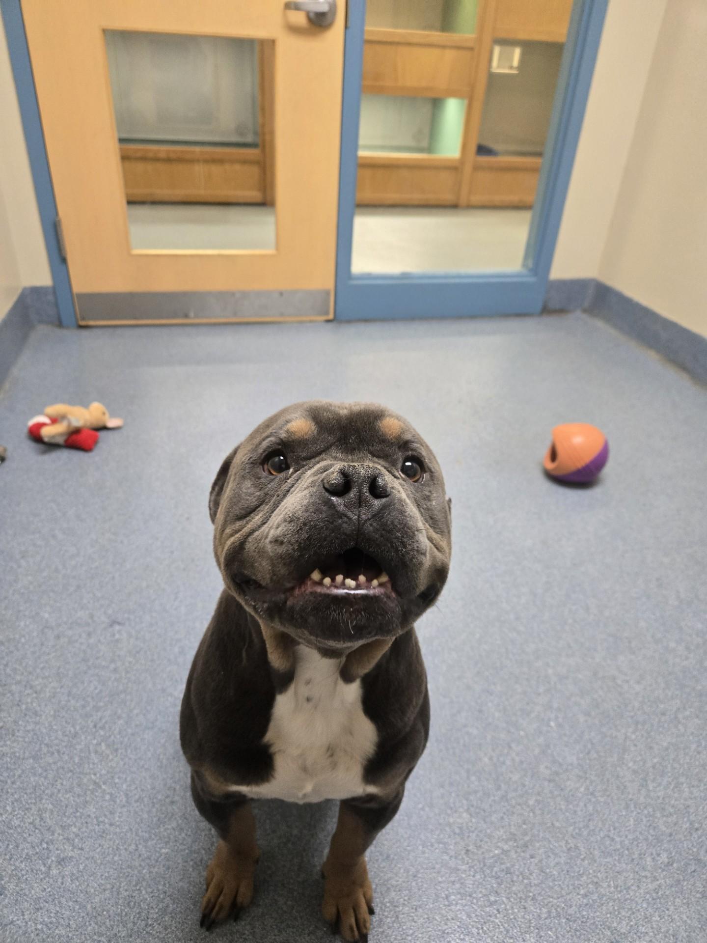 Enlarge Wilbur, a ADOPTABLE mixed breed in Suffolk, VA image 1/2