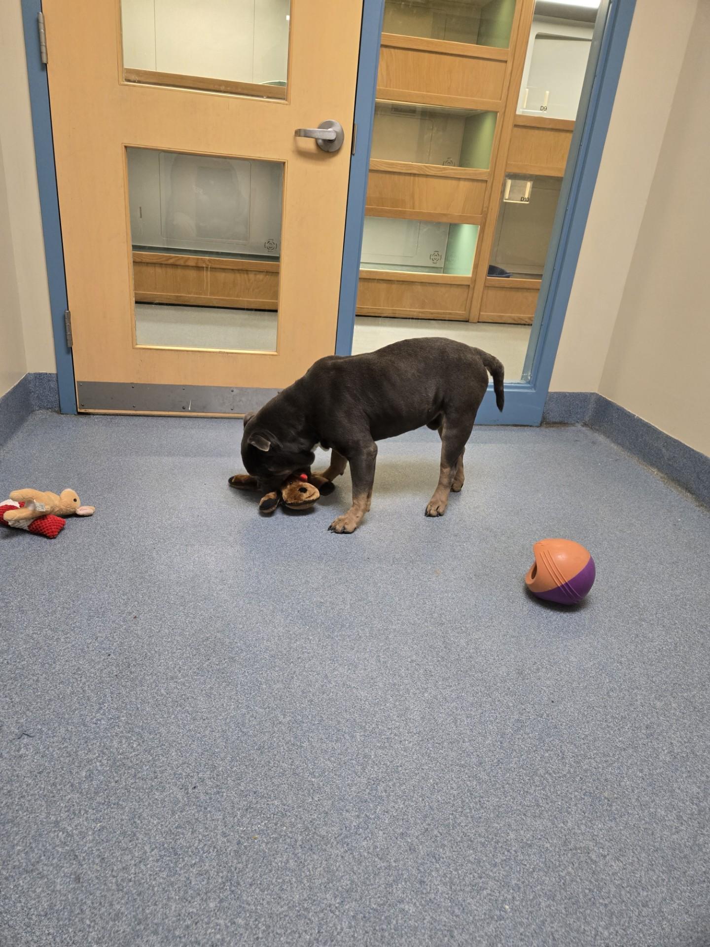 Enlarge Wilbur, a ADOPTABLE mixed breed in Suffolk, VA image 2/2