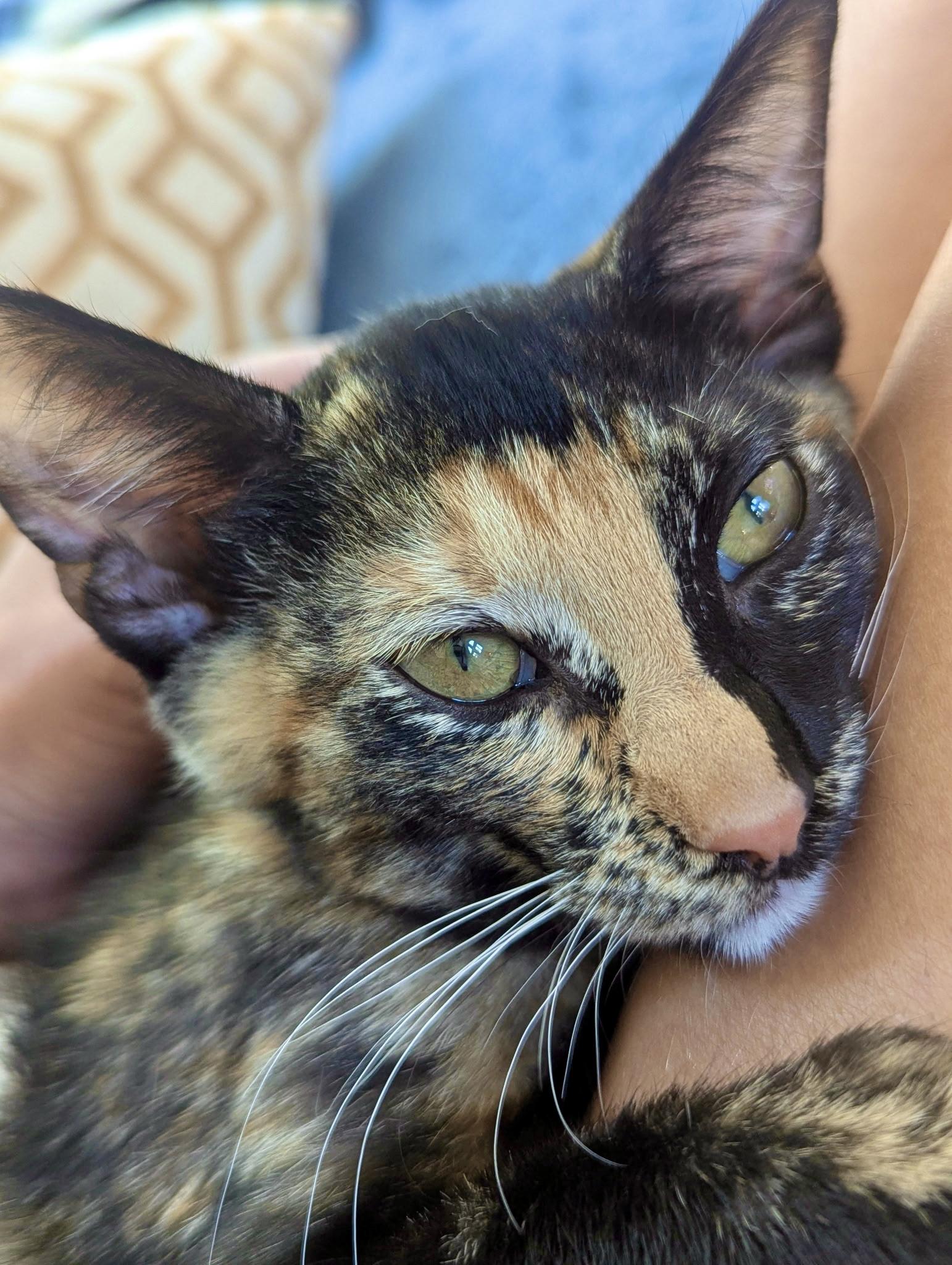 Polly, Baby Female Calico
