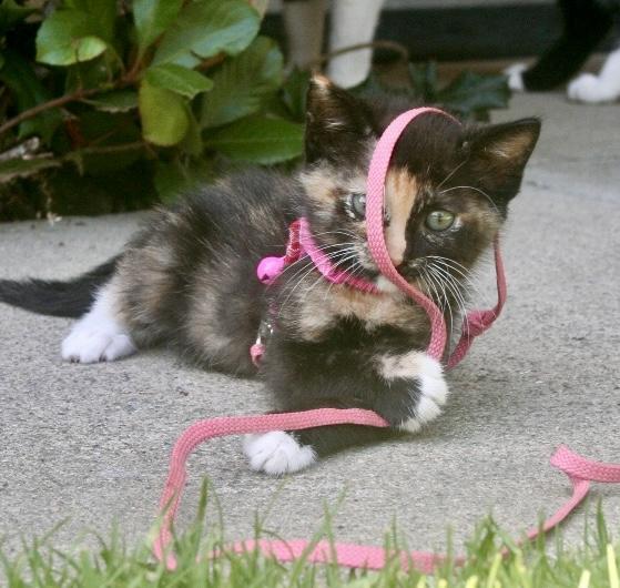 Polly photo 3
