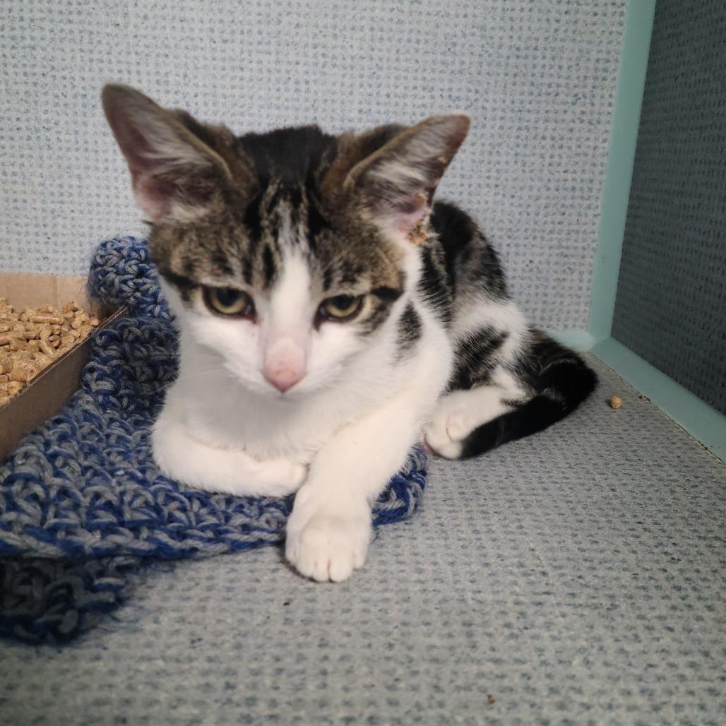 Enlarge Vader, a Adoptable Domestic Short Hair in Russellville, KY image 1/1