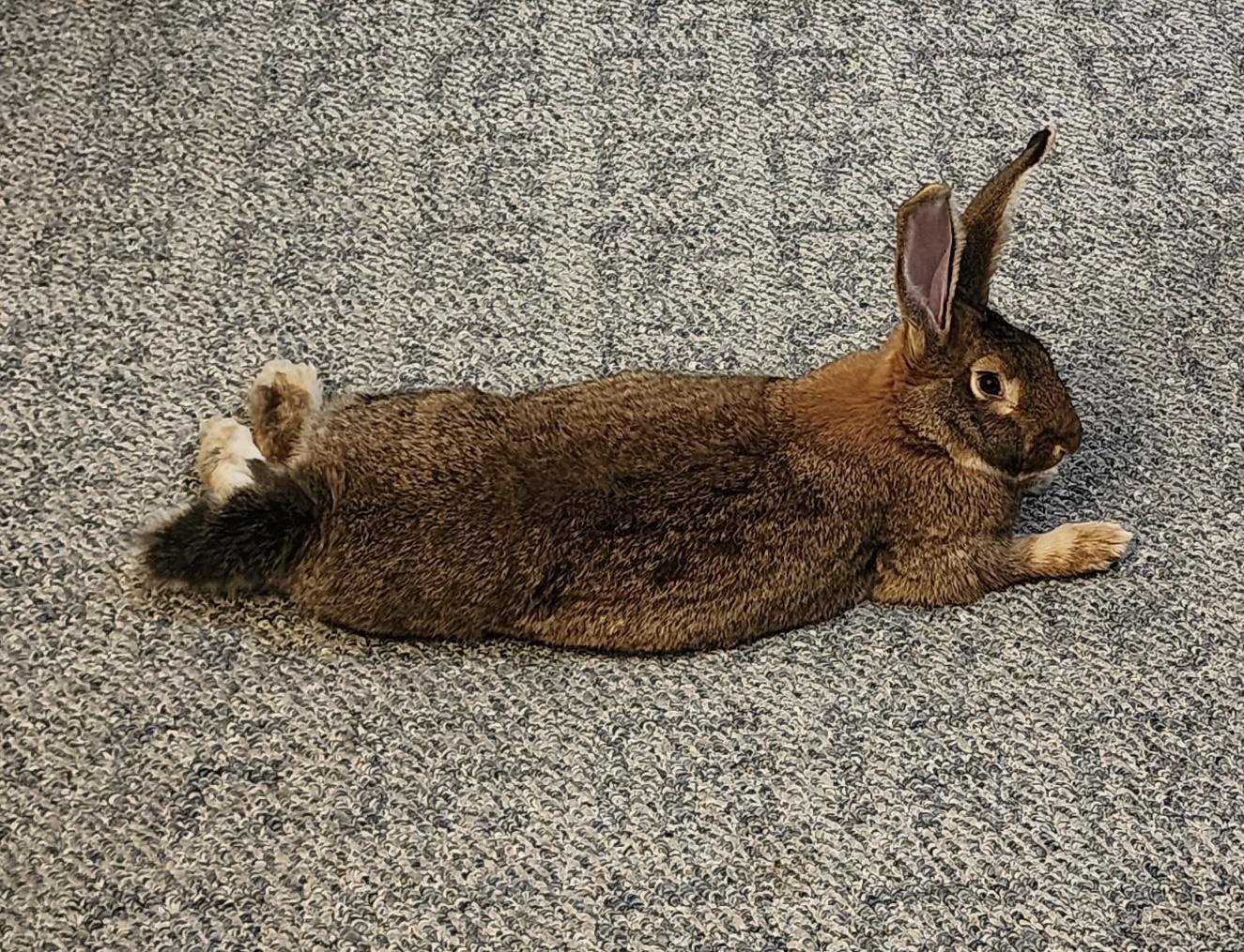 Harvey, adoptable, Adult Male Flemish Giant.
