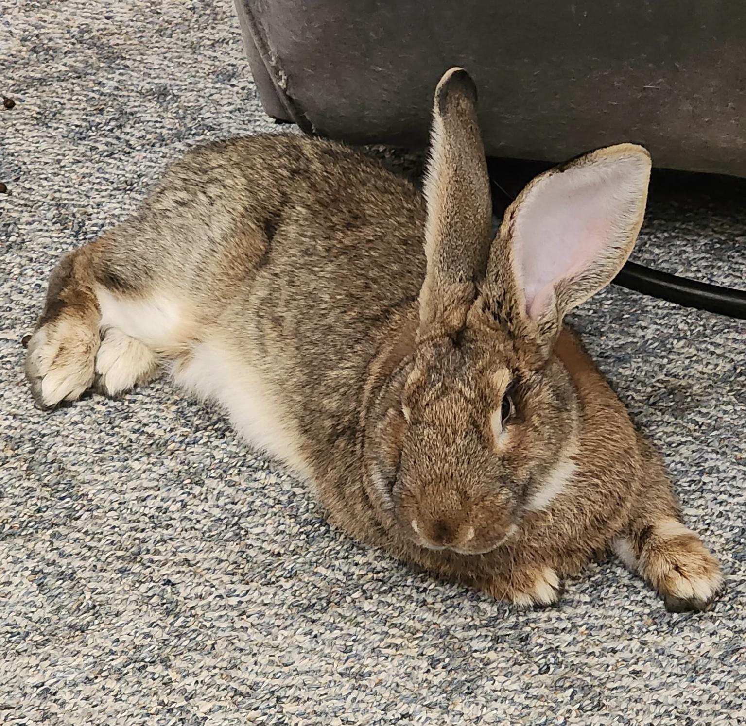 Enlarge Harvey, an adoptable Flemish Giant in Harrisburg, PA image 2/2