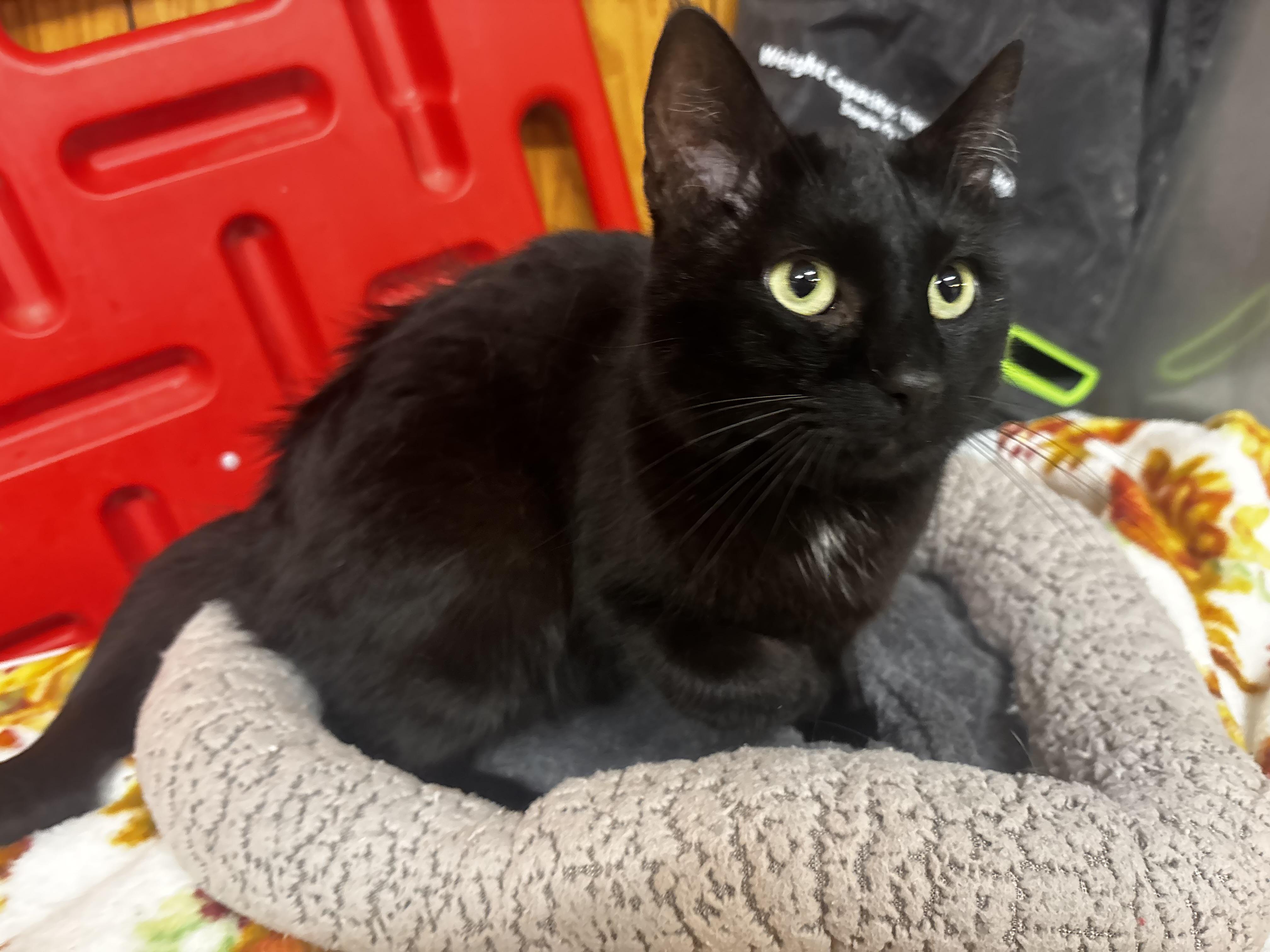 Enlarge Ford, a ADOPTABLE Domestic Short Hair in Fort Madison, IA image 3/5