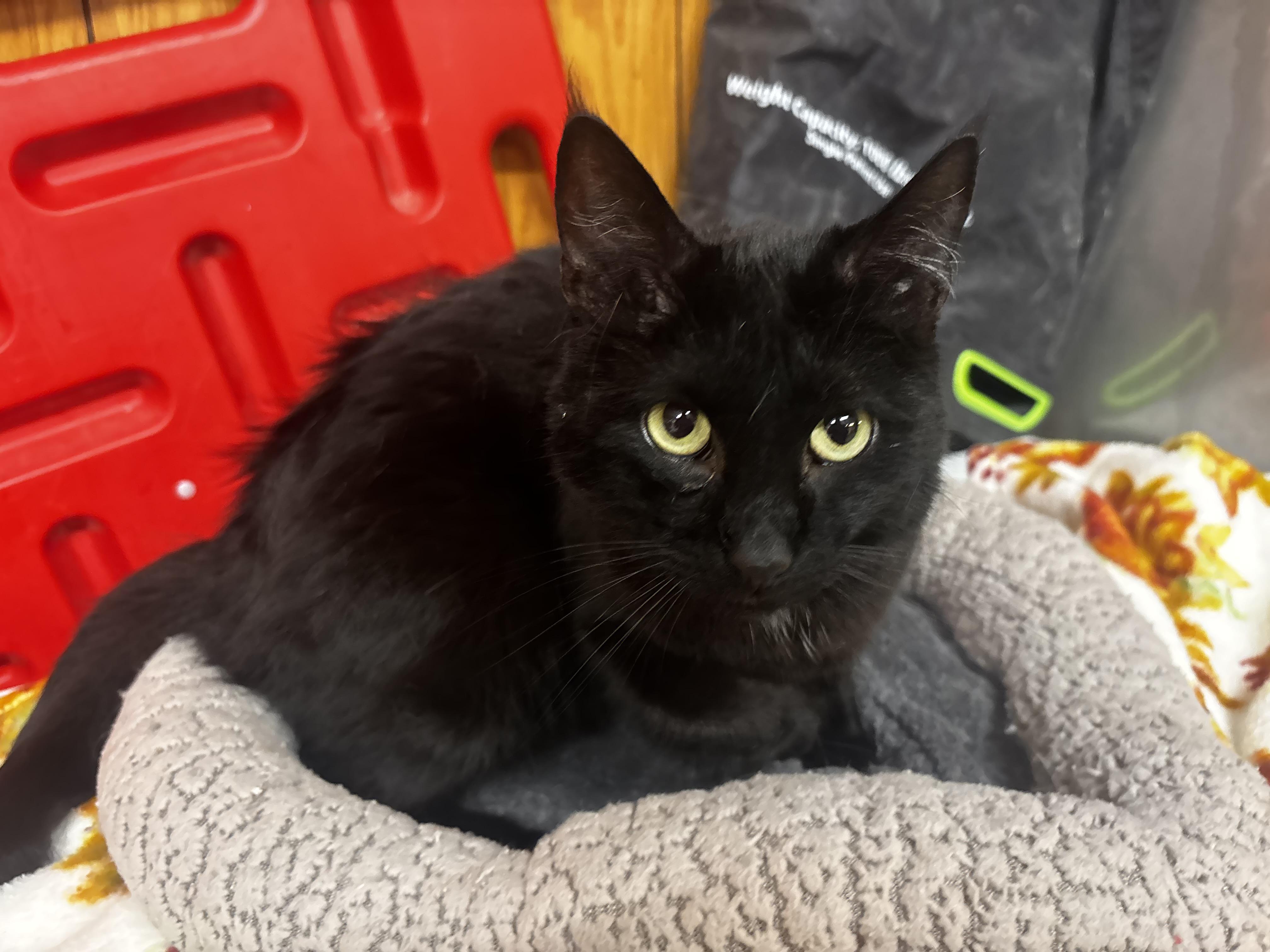 Enlarge Ford, a ADOPTABLE Domestic Short Hair in Fort Madison, IA image 2/5