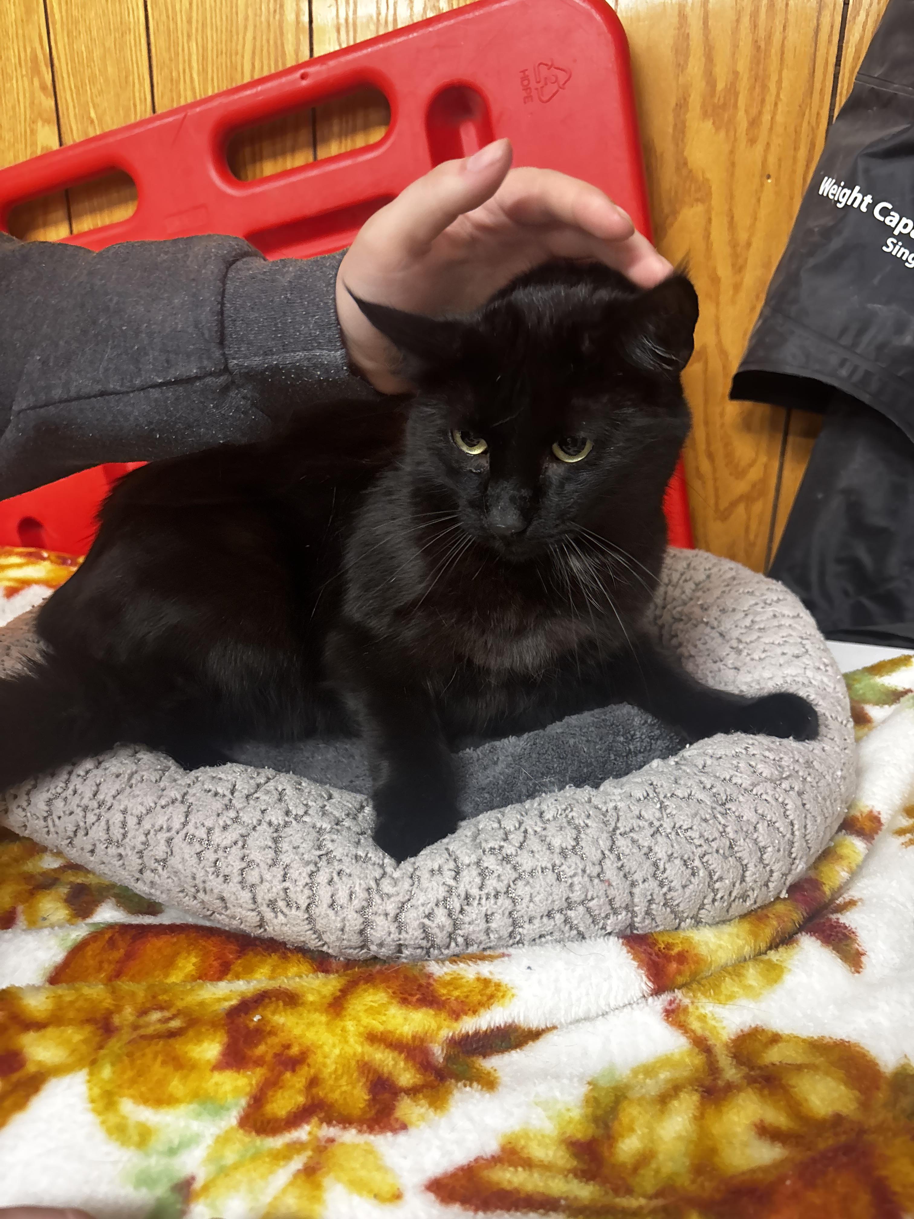 Enlarge Ford, a ADOPTABLE Domestic Short Hair in Fort Madison, IA image 1/5