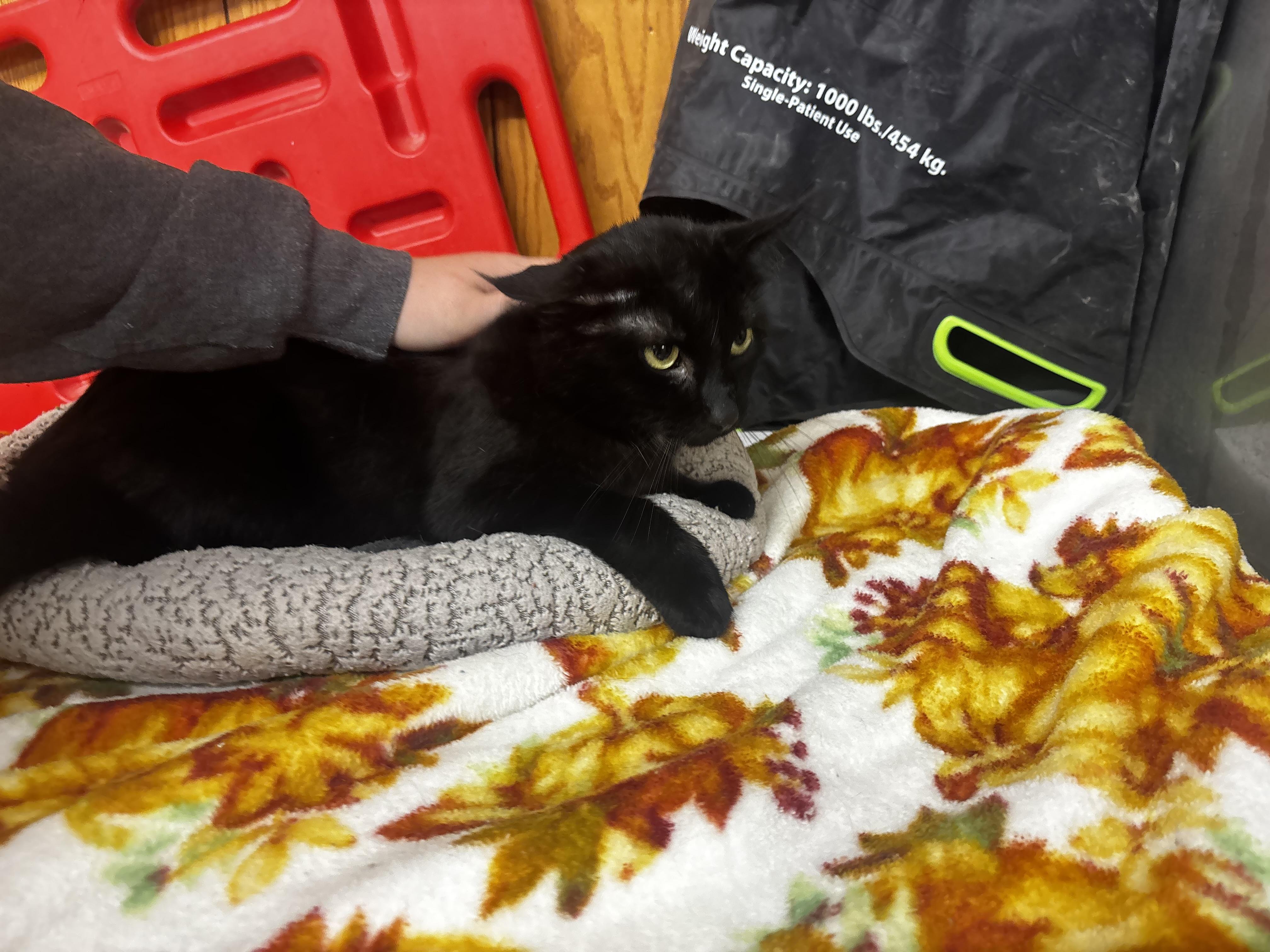 Enlarge Ford, a ADOPTABLE Domestic Short Hair in Fort Madison, IA image 5/5