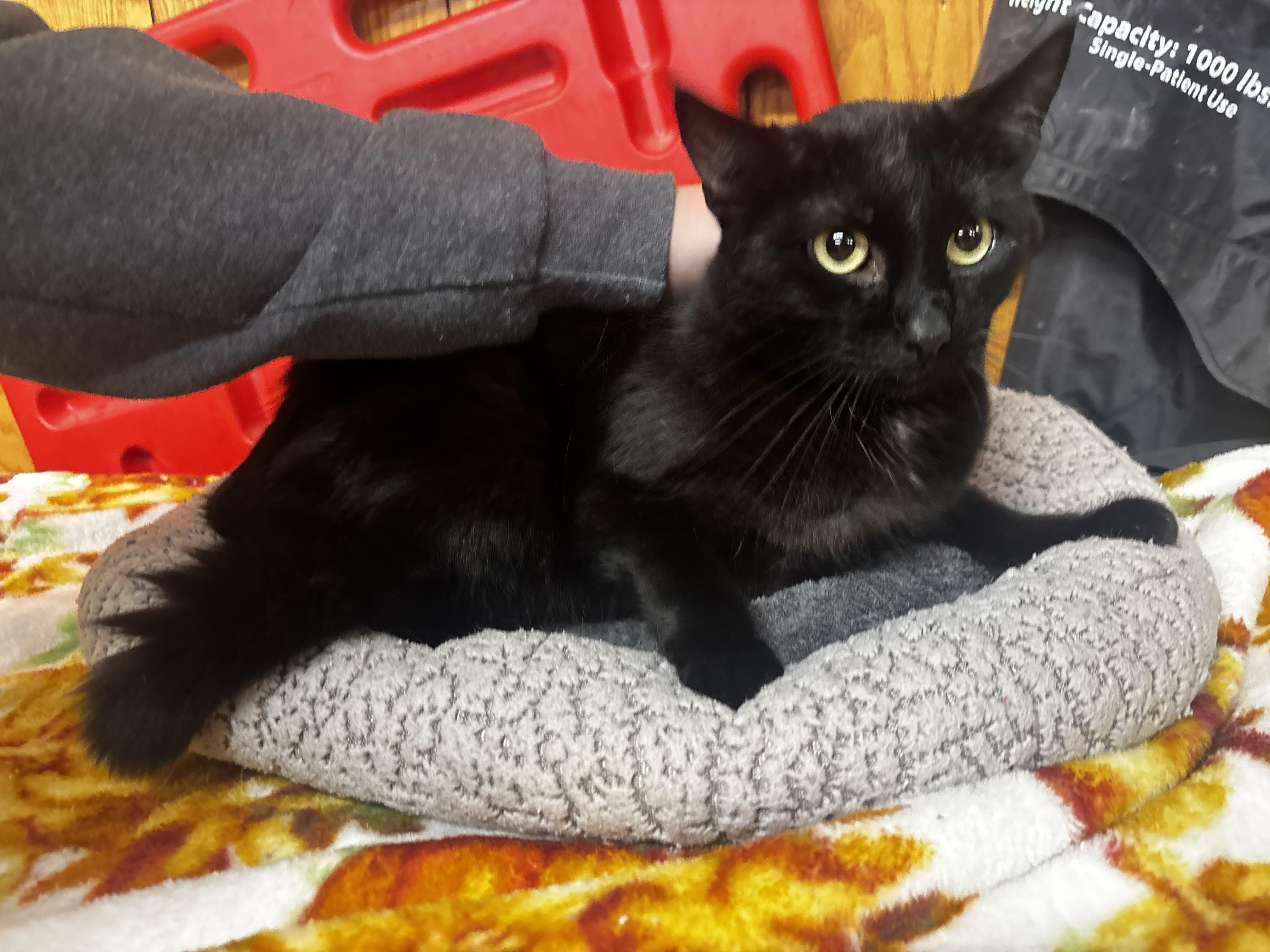 Enlarge Ford, a ADOPTABLE Domestic Short Hair in Fort Madison, IA image 4/5