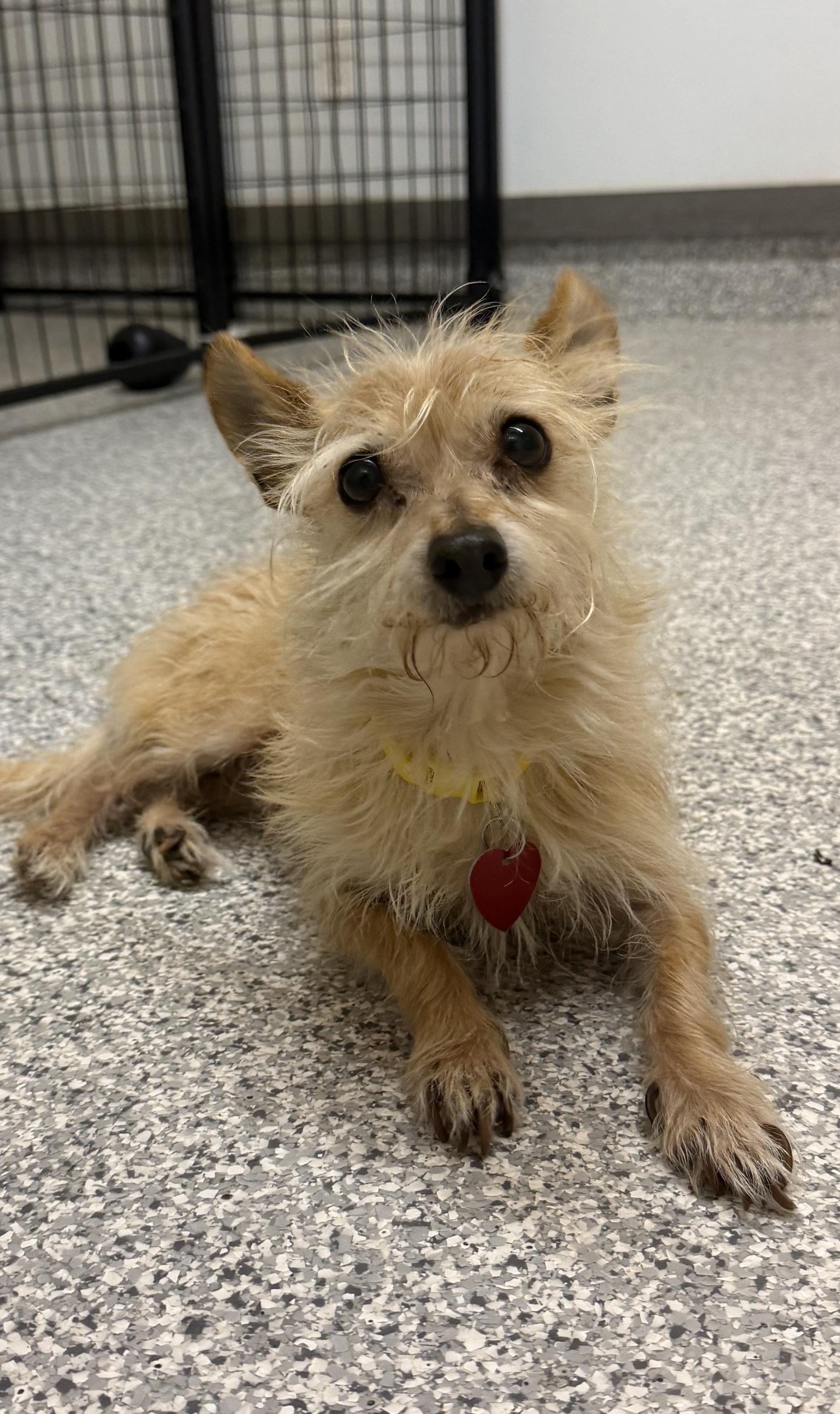 Enlarge Joey, a Adoptable mixed breed in Hood River, OR image 3/3