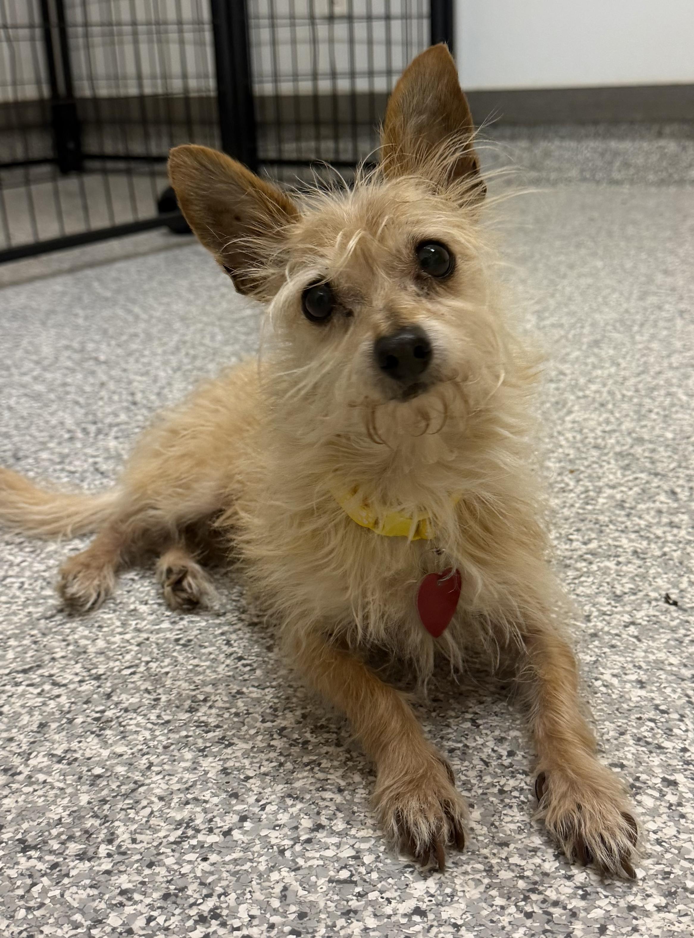 Enlarge Joey, a Adoptable mixed breed in Hood River, OR image 2/3