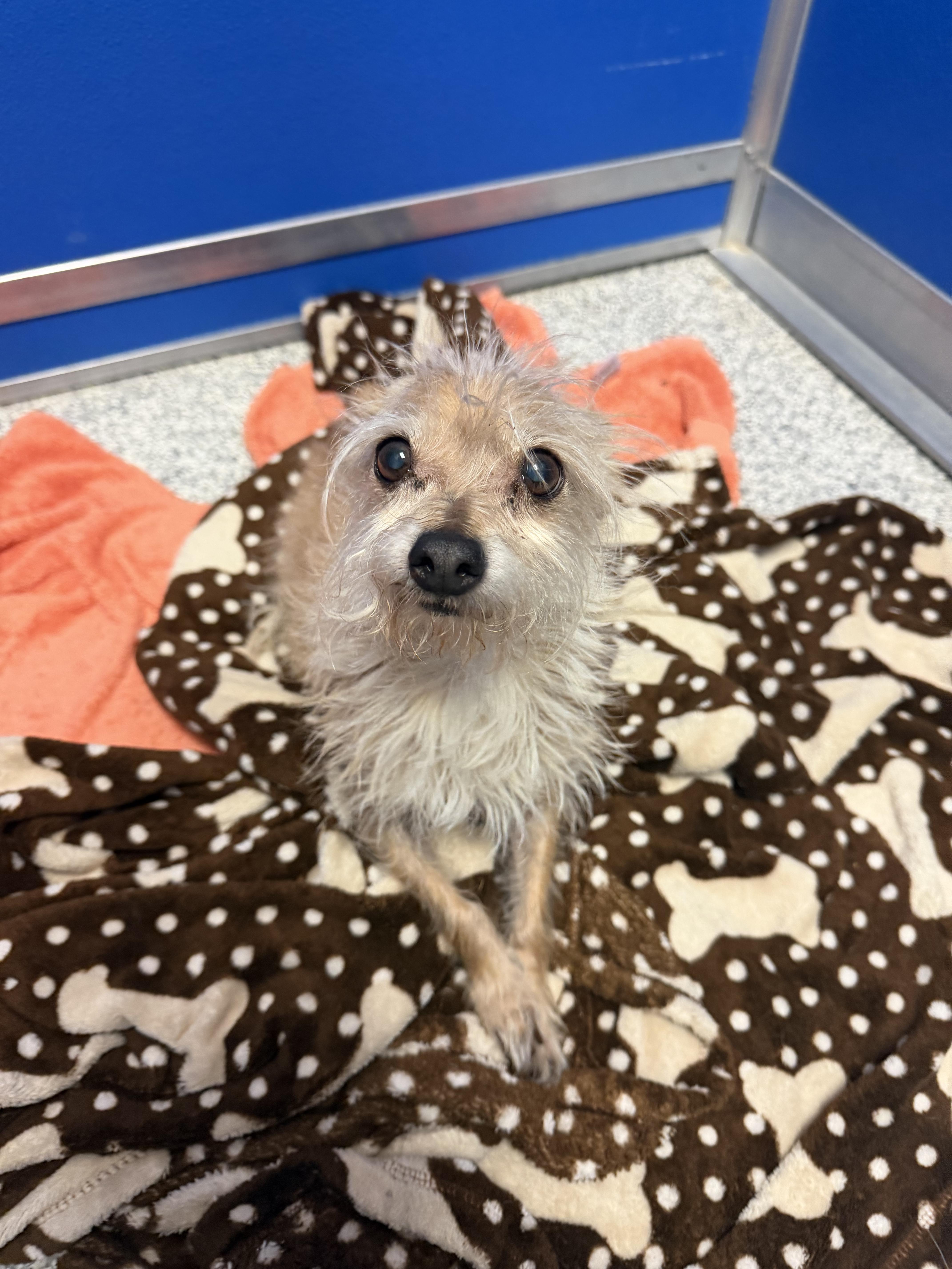 Enlarge Joey, a Adoptable mixed breed in Hood River, OR image 1/3