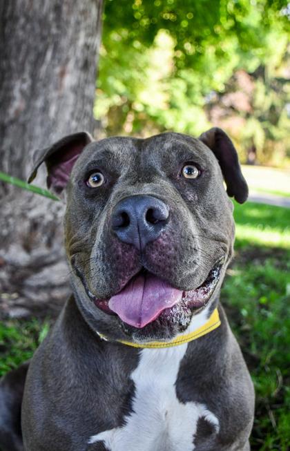 Enlarge Reggie, a Adoptable Fox Terrier in Yakima, WA image 1/3