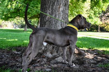 Reggie, Adoptable, Adult Male Fox Terrier & Fox Terrier.