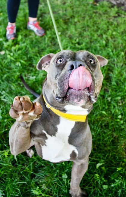 Reggie, Adoptable, Adult Male Fox Terrier & Fox Terrier.