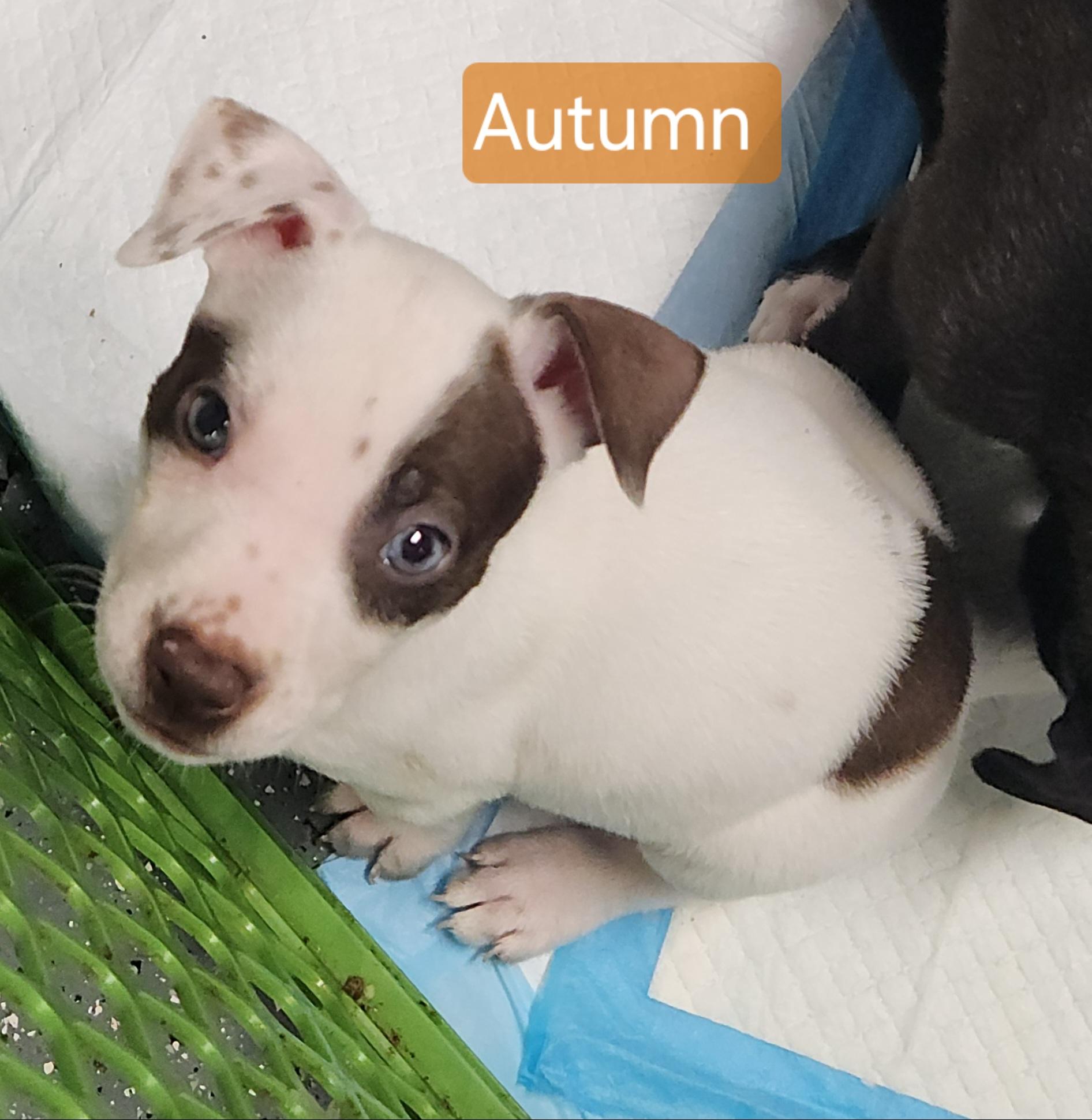 Enlarge Autumn, a Adoptable Terrier in Flintstone, GA image 2/3