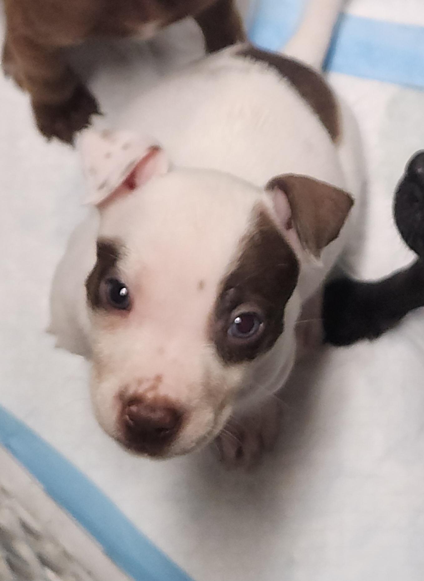Enlarge Autumn, a Adoptable Terrier in Flintstone, GA image 3/3