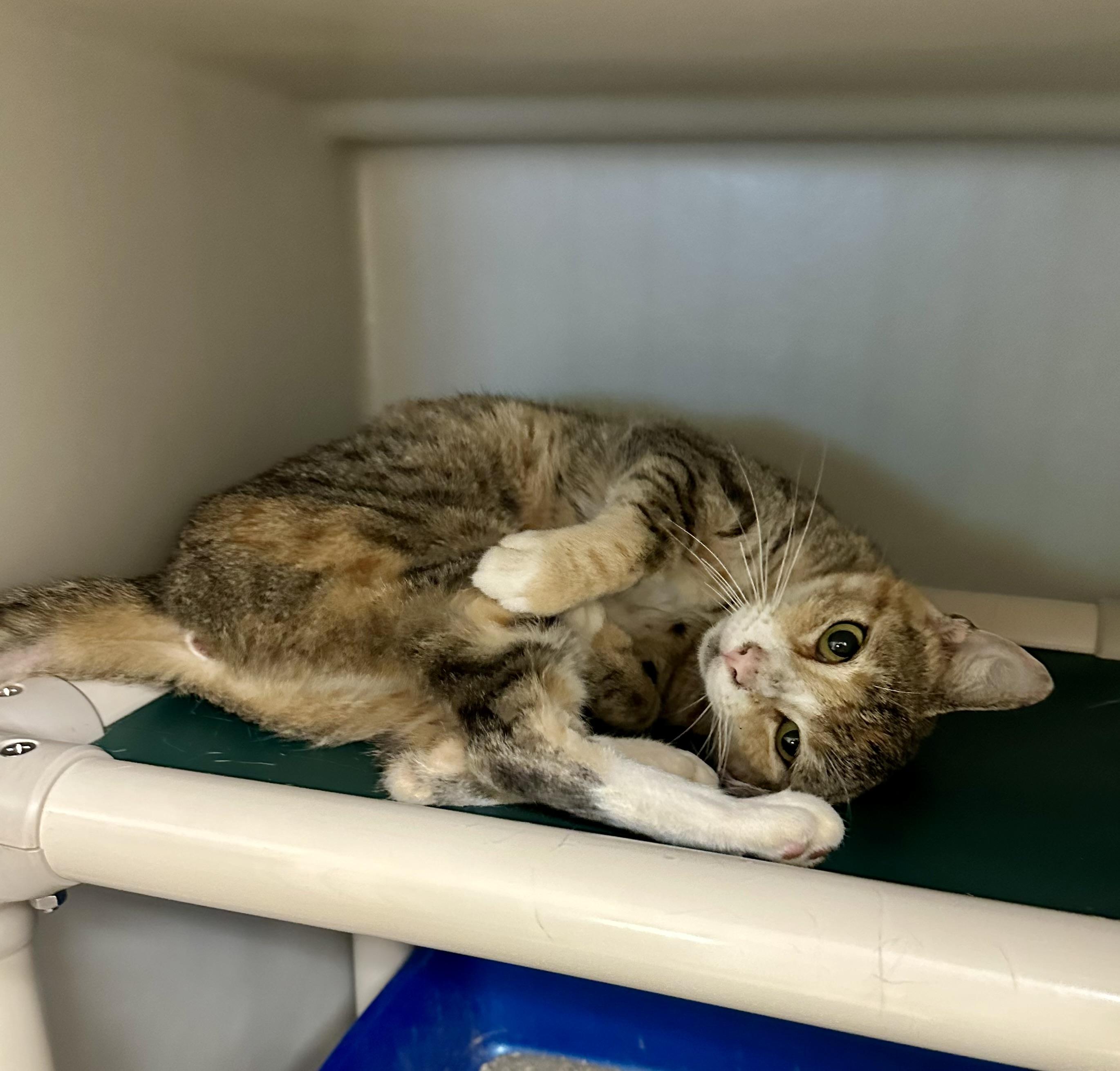 Enlarge Bedazzle, a Adoptable Domestic Short Hair in Parsippany, NJ image 3/4