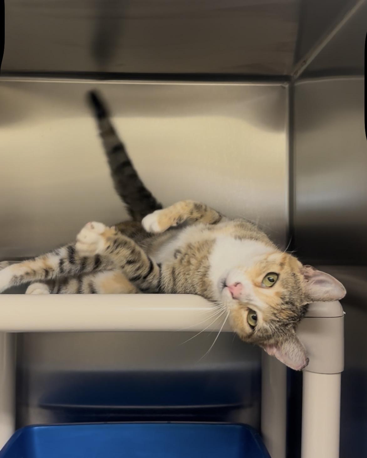 Bedazzle, Adoptable, Adult Female Domestic Short Hair.