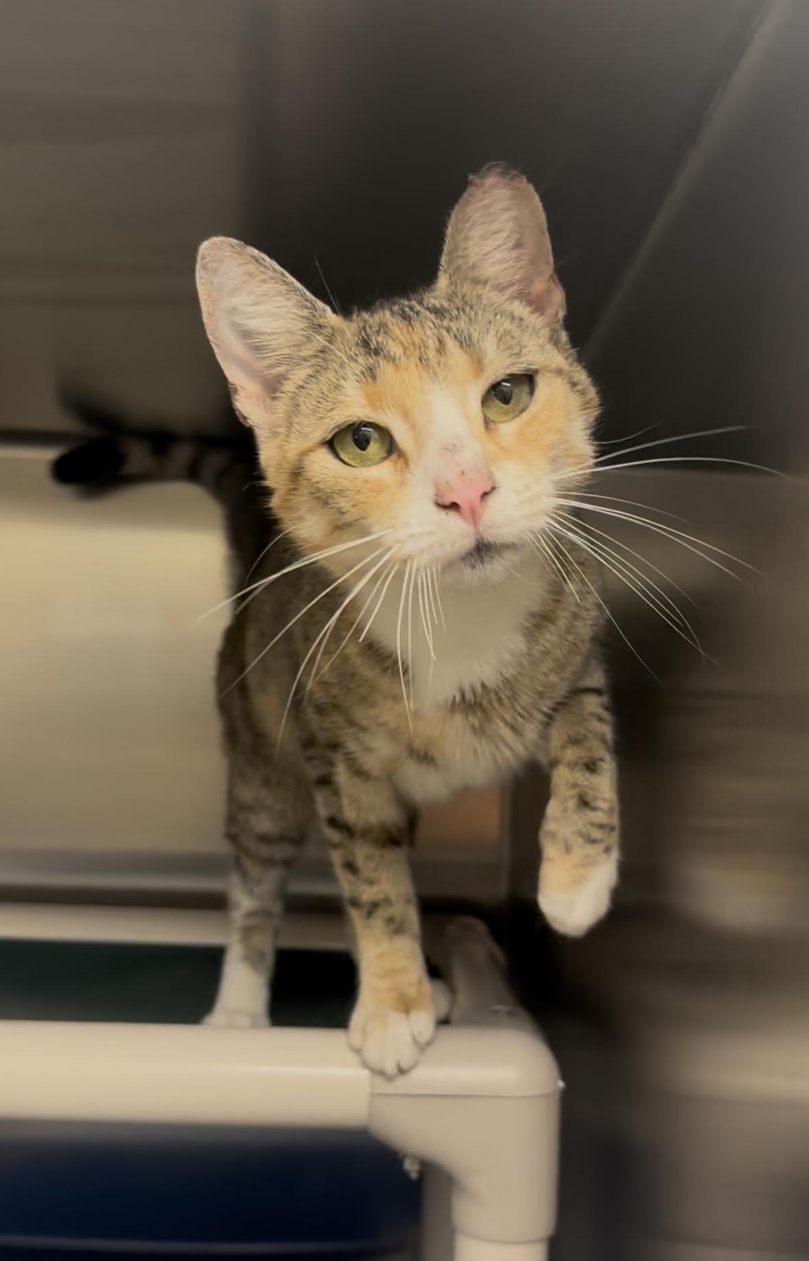 Enlarge Bedazzle, a Adoptable Domestic Short Hair in Parsippany, NJ image 4/4