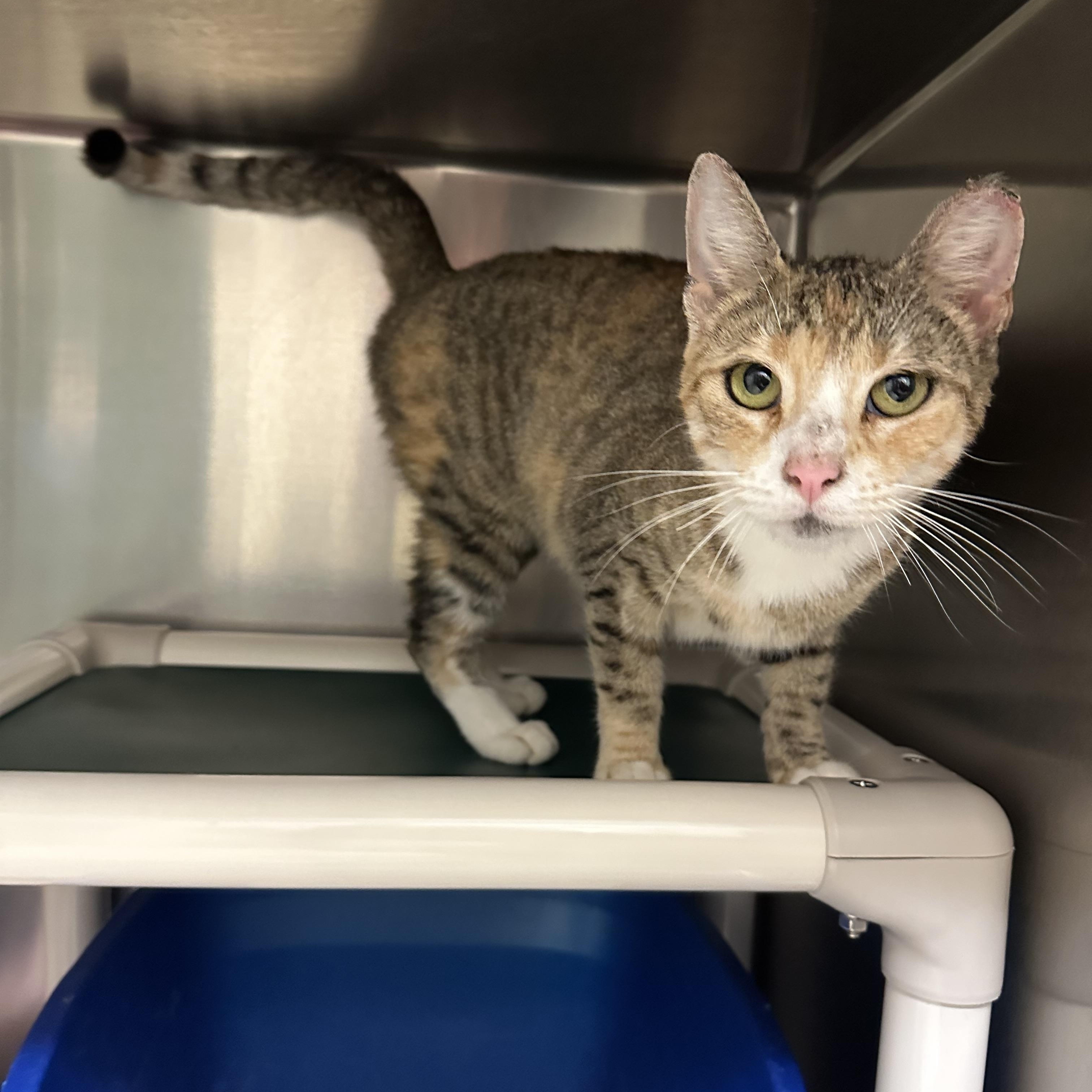 Enlarge Bedazzle, a Adoptable Domestic Short Hair in Parsippany, NJ image 2/4