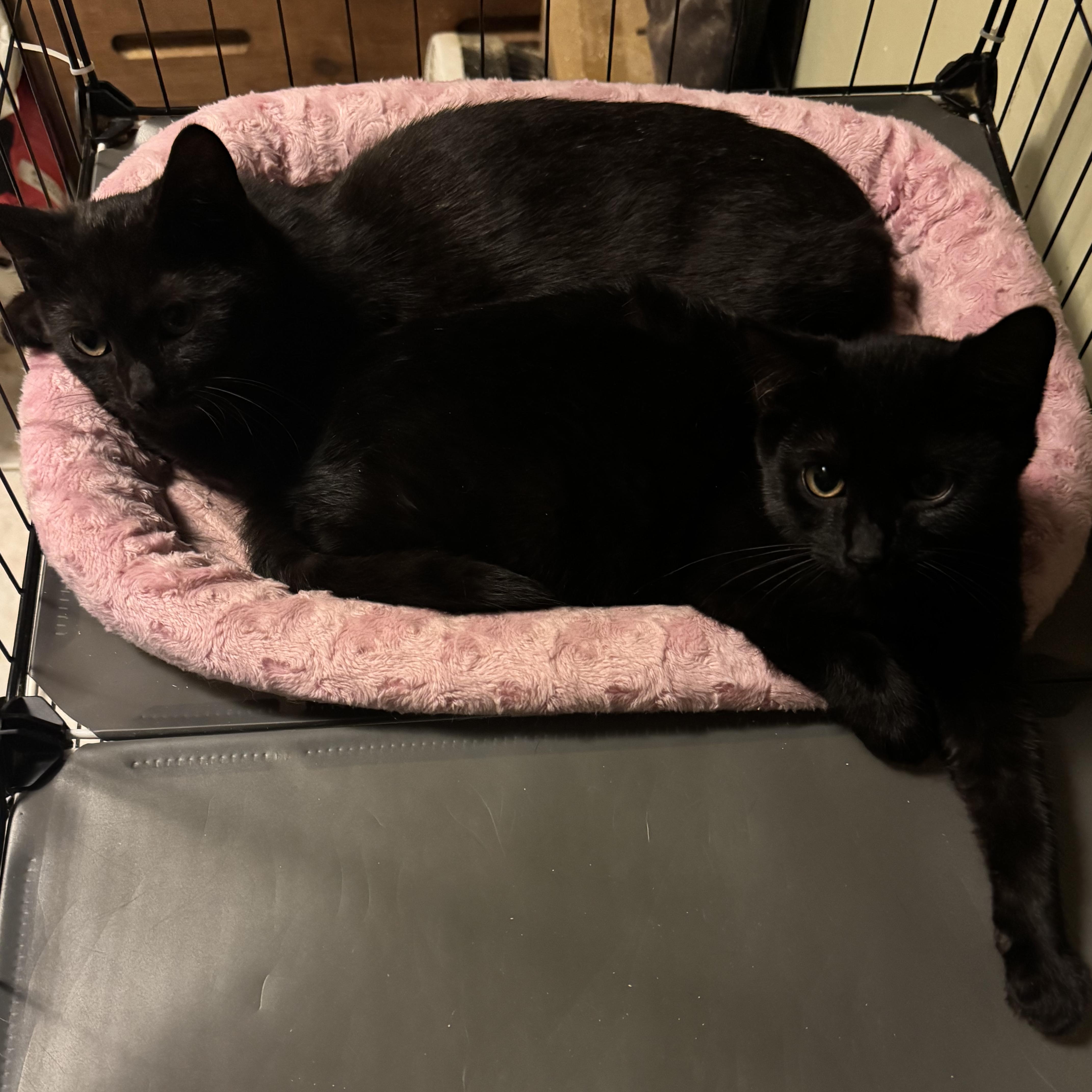 Enlarge Binx & Jinx, a Adoptable Domestic Short Hair in Hartford, CT image 1/5